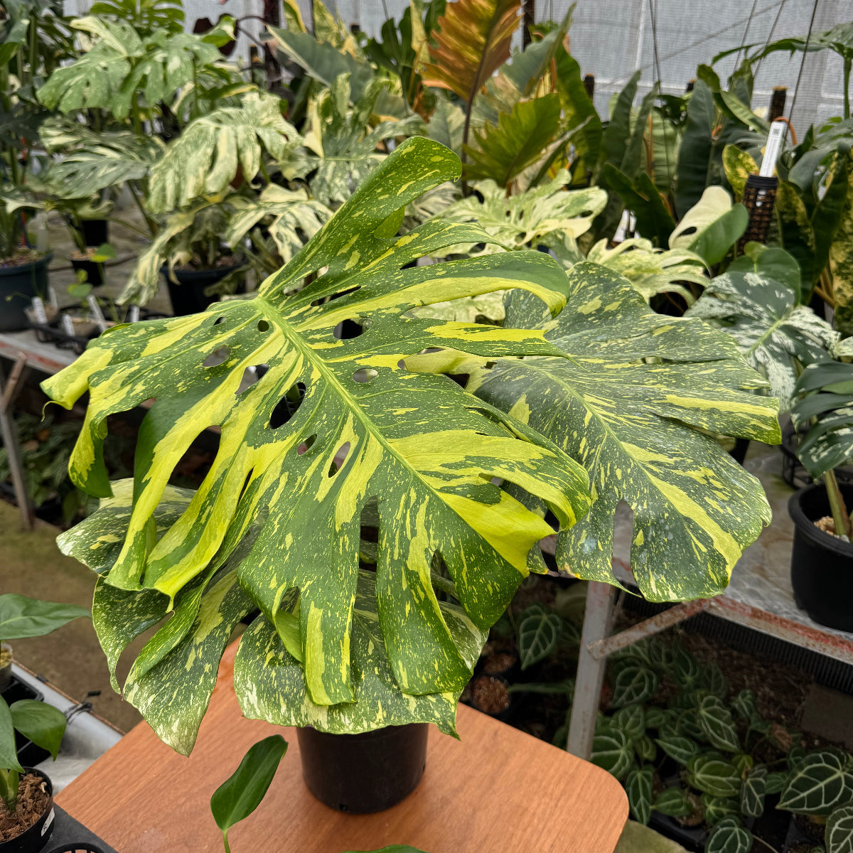 モンステラ デリシオーサ 穴あき良きセレクト | 希少植物の販売