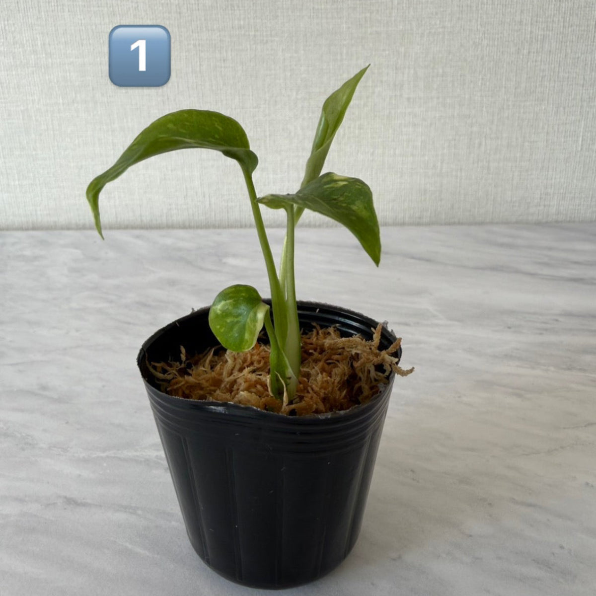 全植物一覧 – RARE PLANTS JAPAN (レアプランツジャパン)