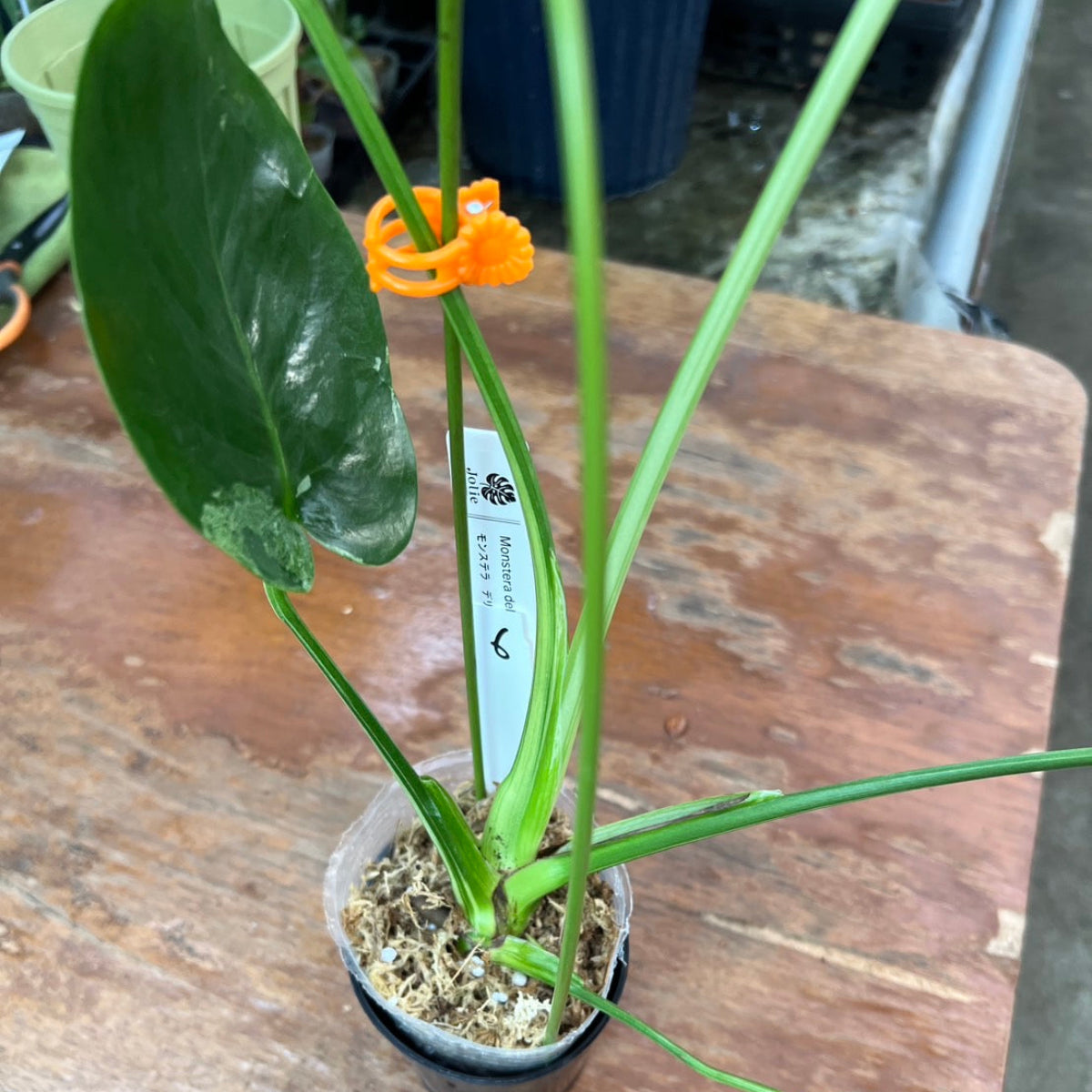 【ウィンターセール】モンステラ・デリシオーサ 'ベトシオーサ'