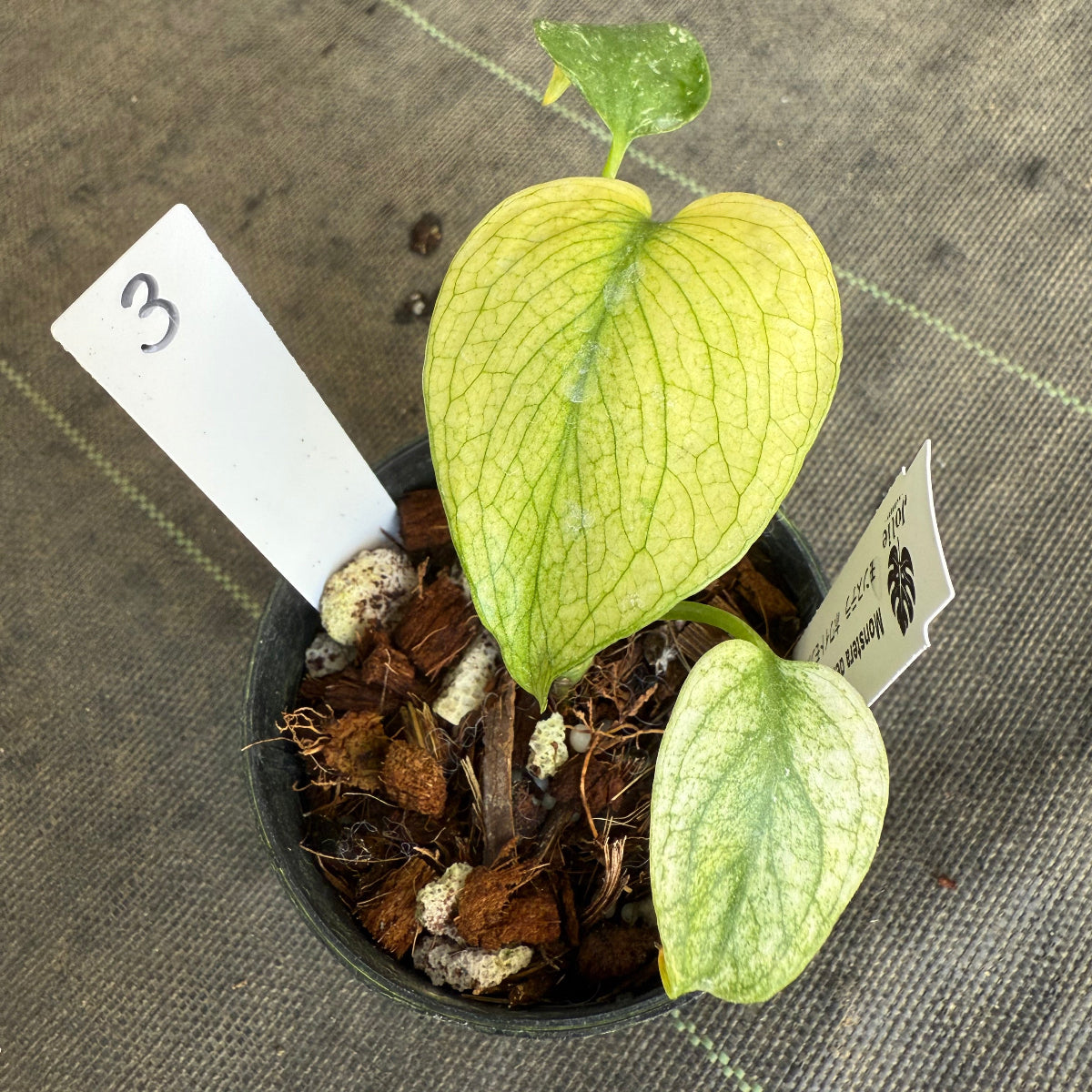 スペシャルセール【選抜】モンステラ　デリシオーサ 'ホワイトモンスター' 3.5号