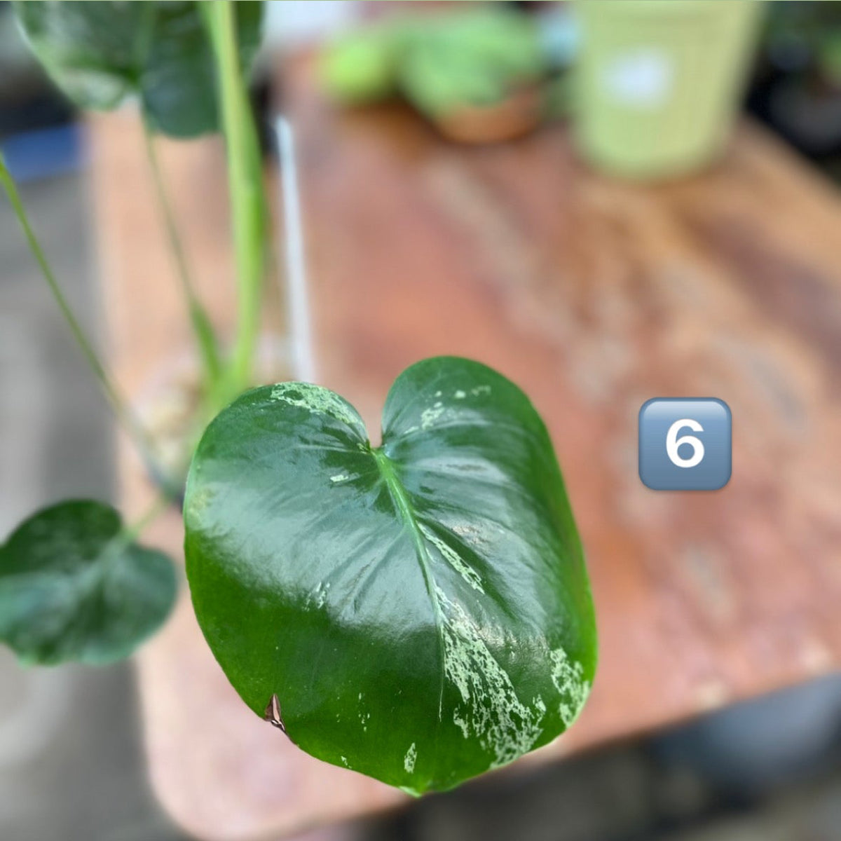 【ウィンターセール】モンステラ・デリシオーサ 'ベトシオーサ'