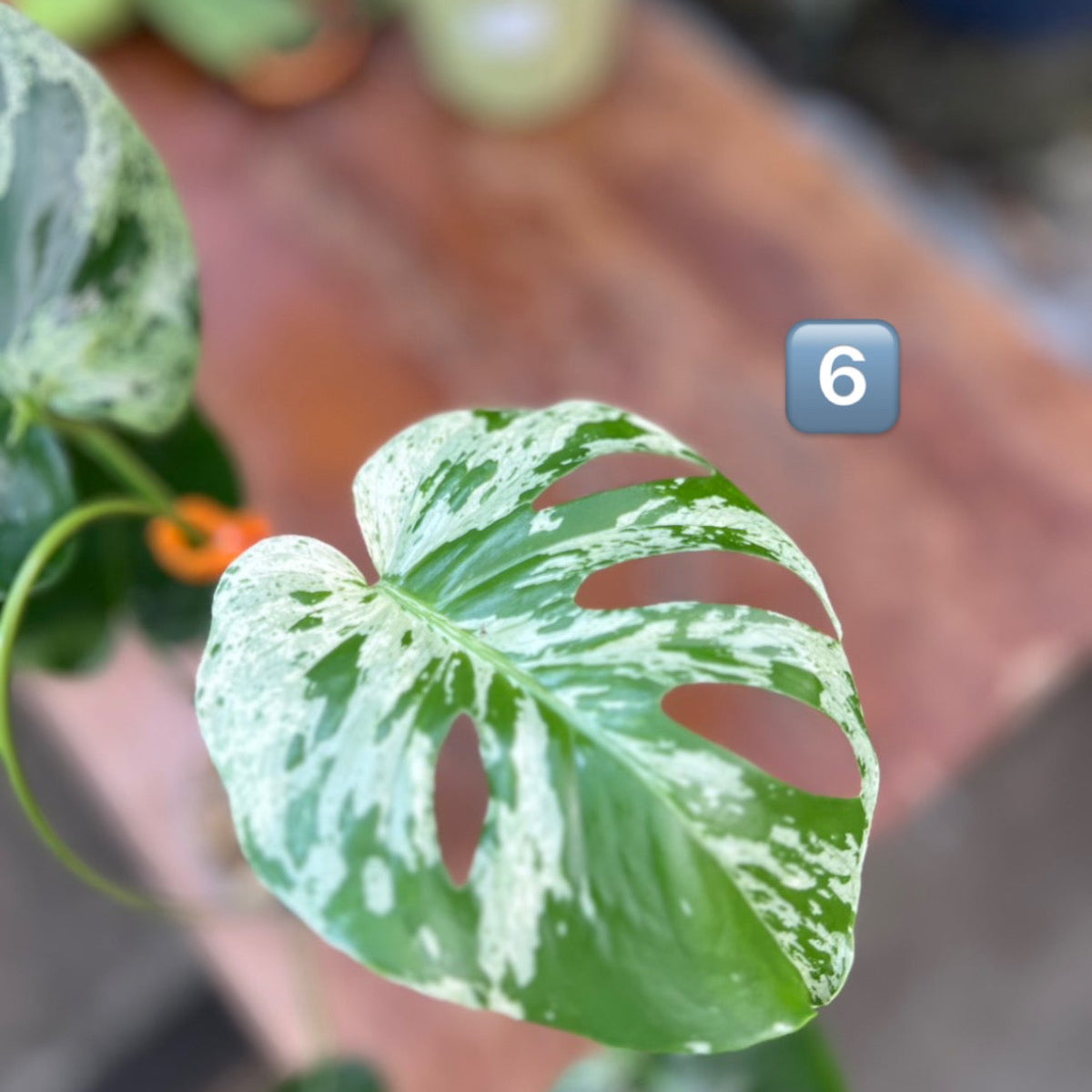 【ウィンターセール】モンステラ・デリシオーサ 'ベトシオーサ'