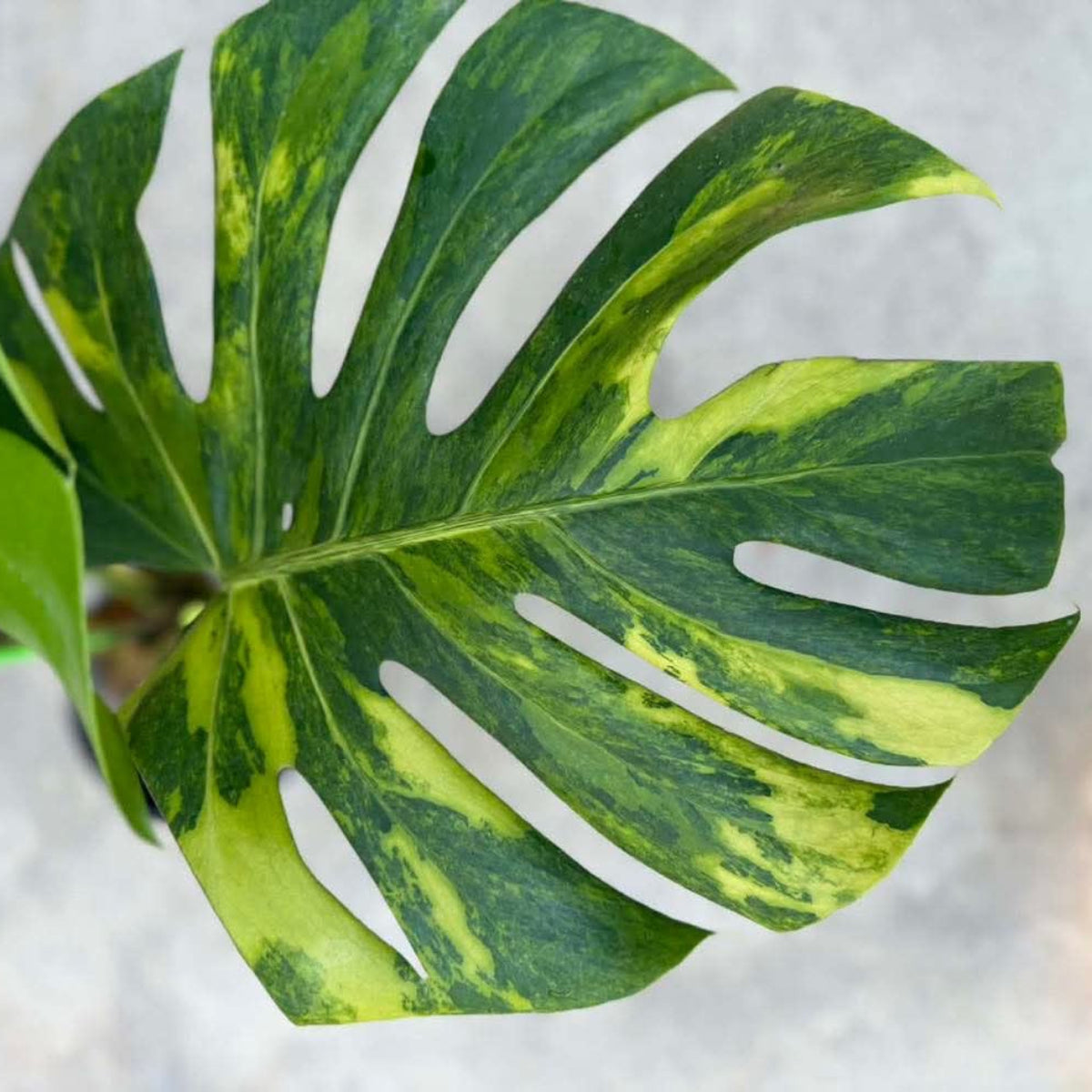 【Live販売】 38番　モンステラ・デリシオーサ NOID『005』