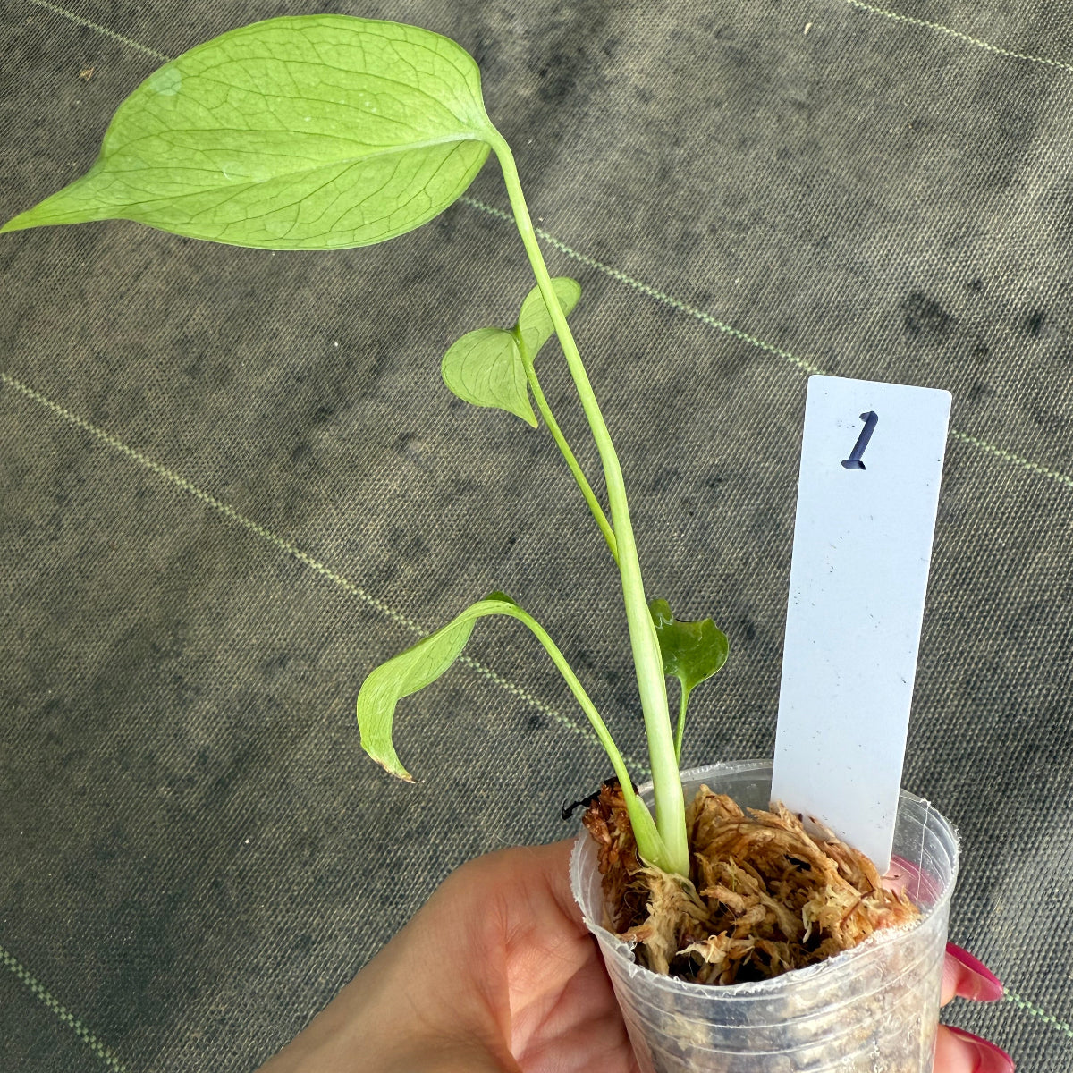 【希少/再入荷】モンステラ・デリシオーサ var.シエラナ 2号サイズ