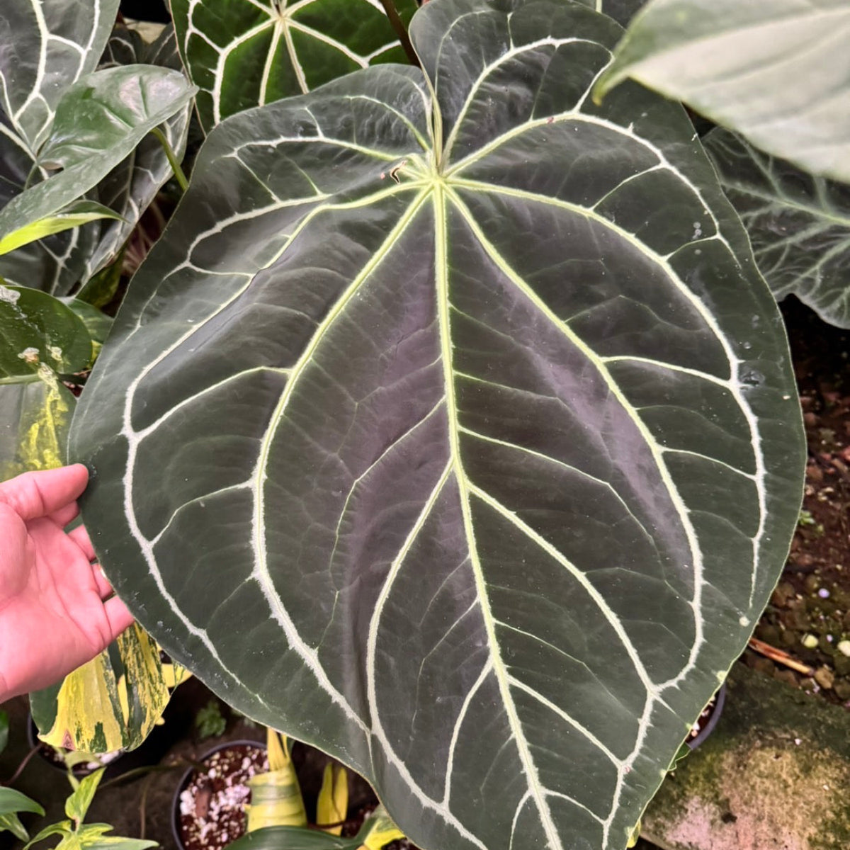 セール】アンスリウム・ミナハサ オリジナル実生 3.5号 – RARE PLANTS