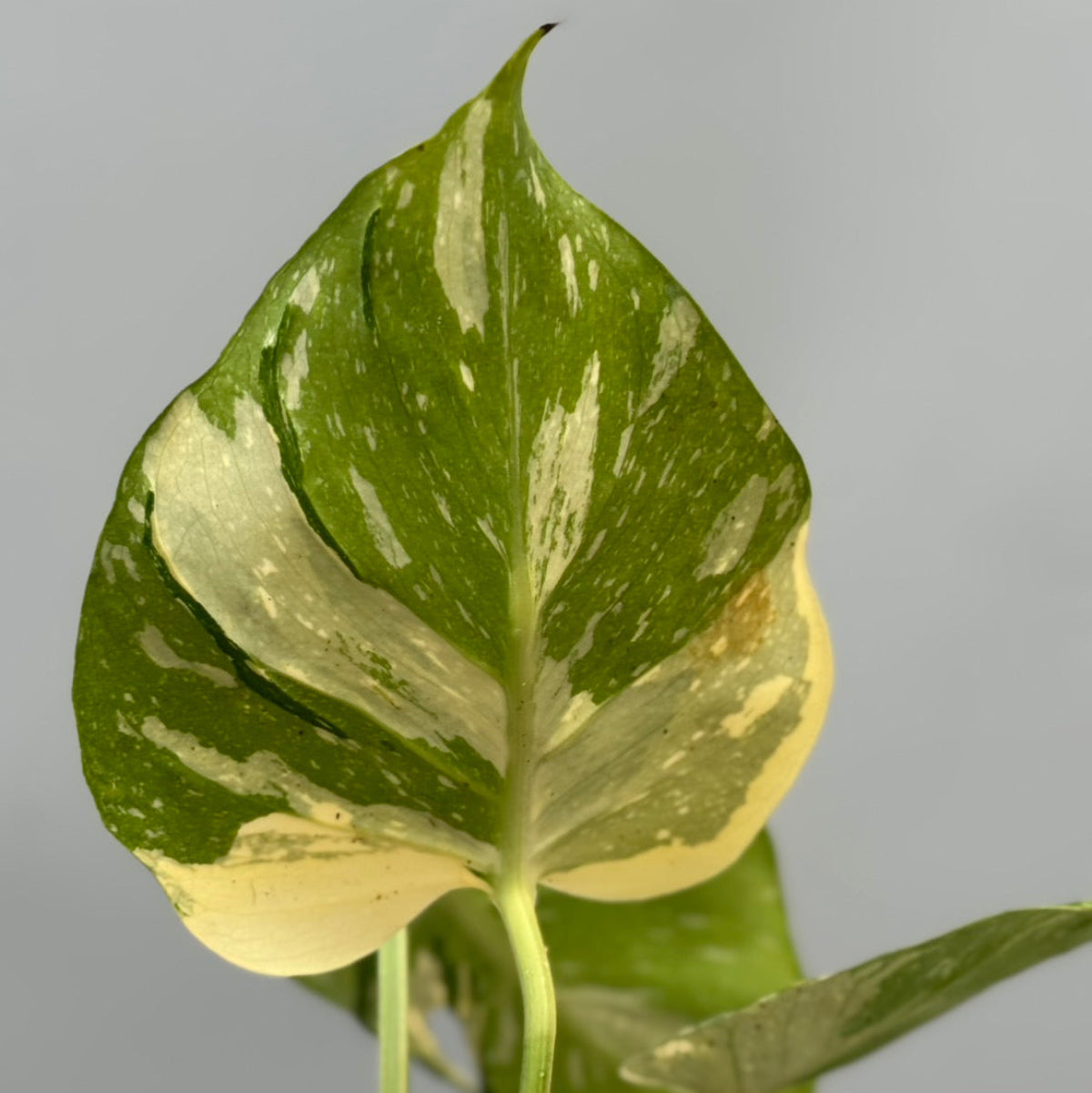 予約販売6-384】モンステラ デリシオーサ 'メデューサ' – RARE PLANTS