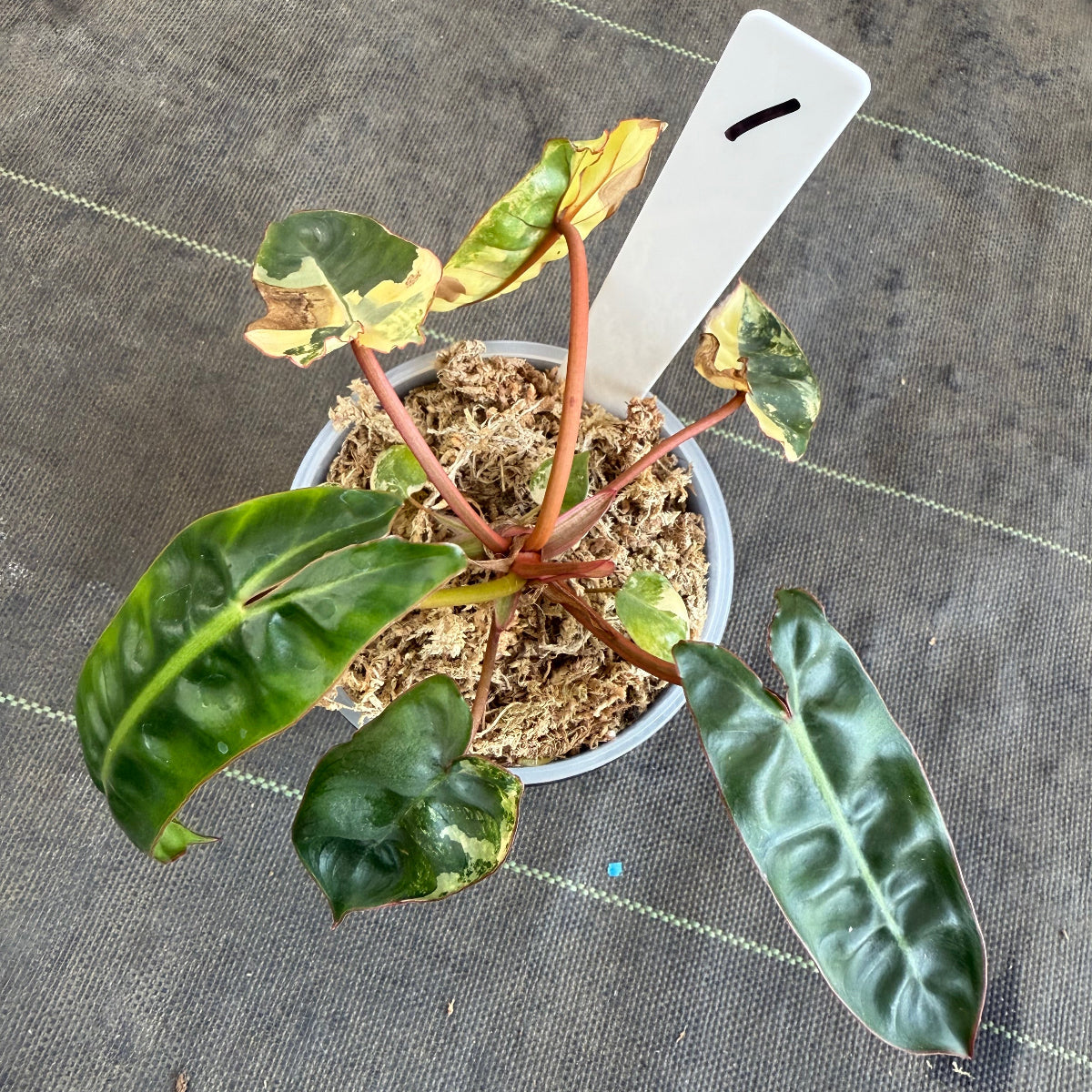 【再入荷】フィロデンドロン・ビレッティア 斑入り 3.5号サイズ