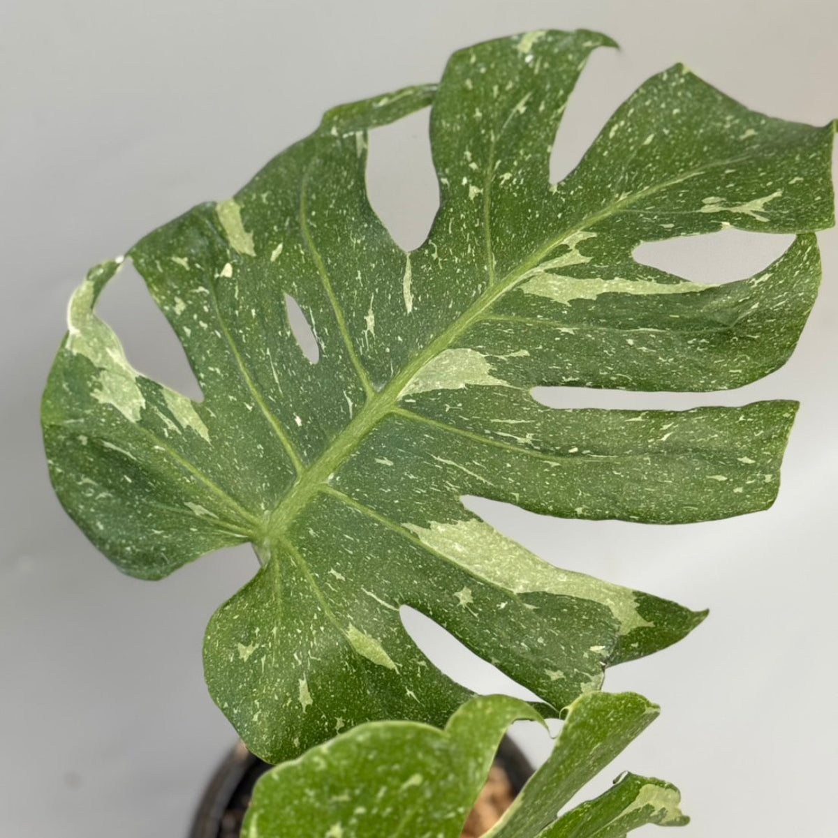 SALE!!! – RARE PLANTS JAPAN (レアプランツジャパン)