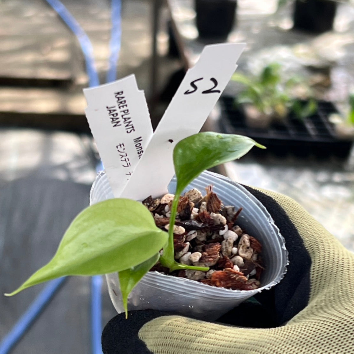 【シロウト園芸選抜/希少】モンステラ・デリシオーサ var.シエラナ 2号サイズ カオスチップ植え