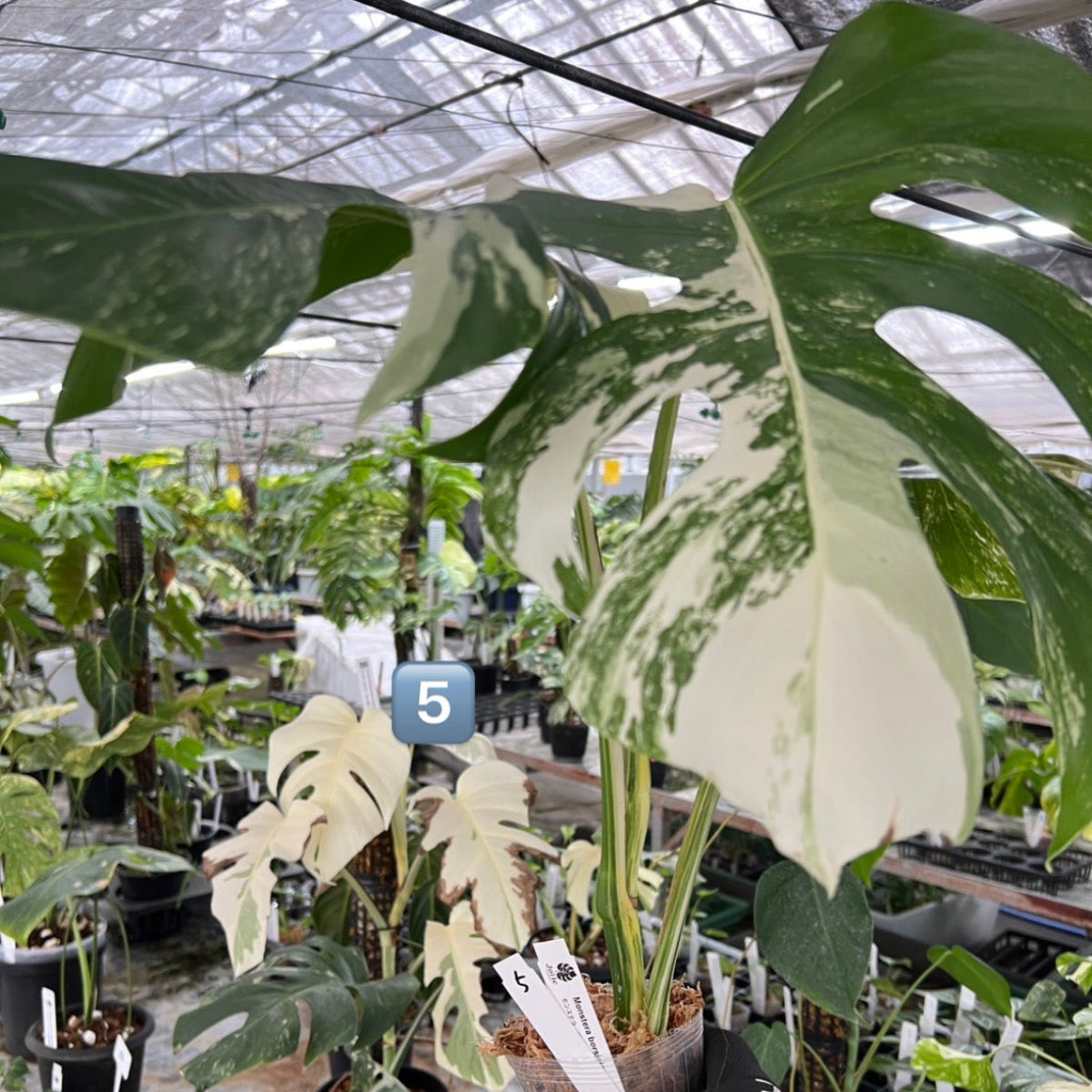 選抜】モンステラ・デリシオーサ var.ボルシギアナ 'アルボ(ホワイト