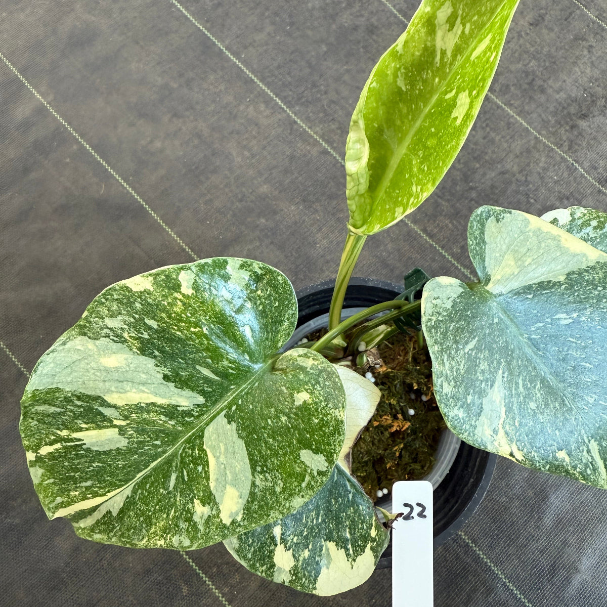 【希少/選抜】モンステラ デリシオーサ  'レガシー' 発根確認済