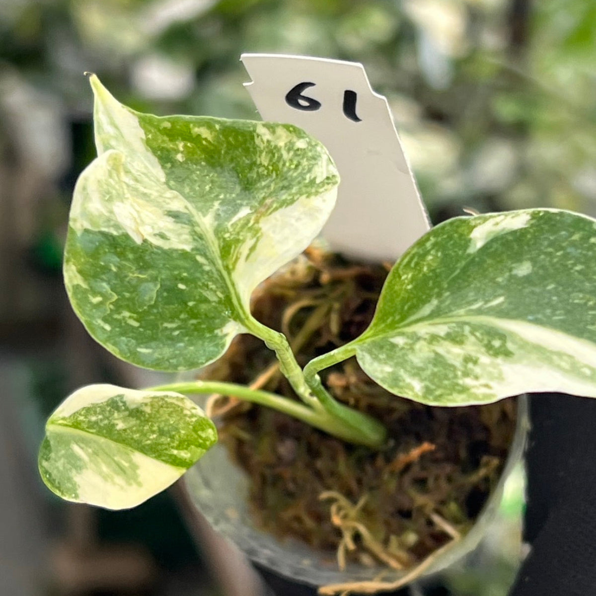 【シロウト園芸選抜株/2号サイズ】モンステラ・デリシオーサ　'タイコンステレーション'