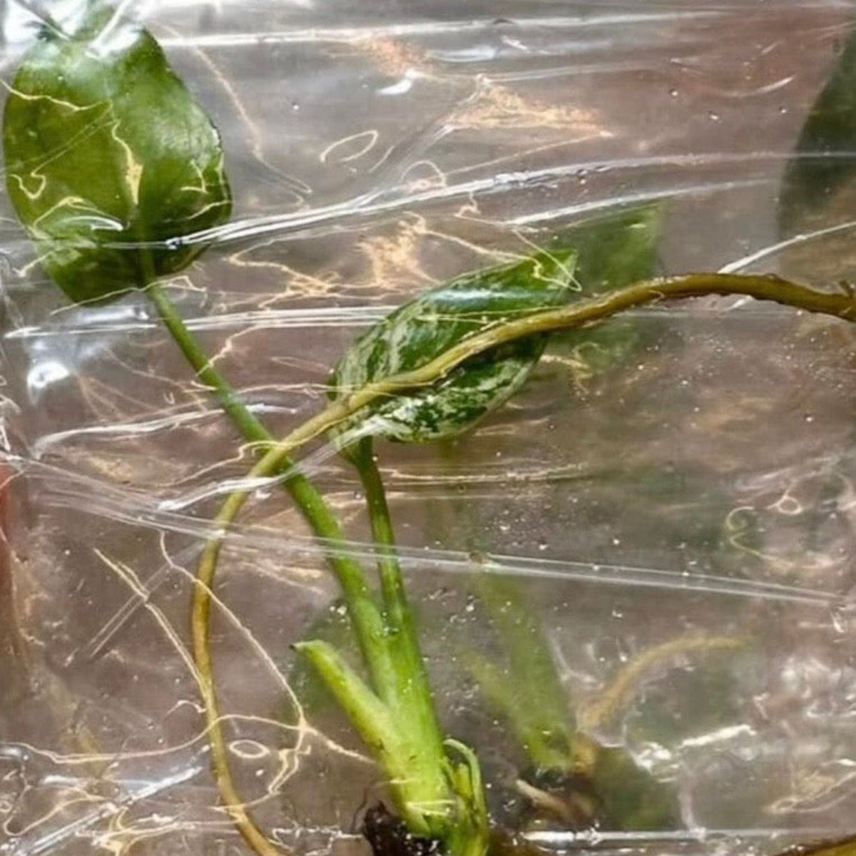 予約販売】モンステラ TC苗(組織培養苗)各種 希少品種 ビトロ苗 – RARE
