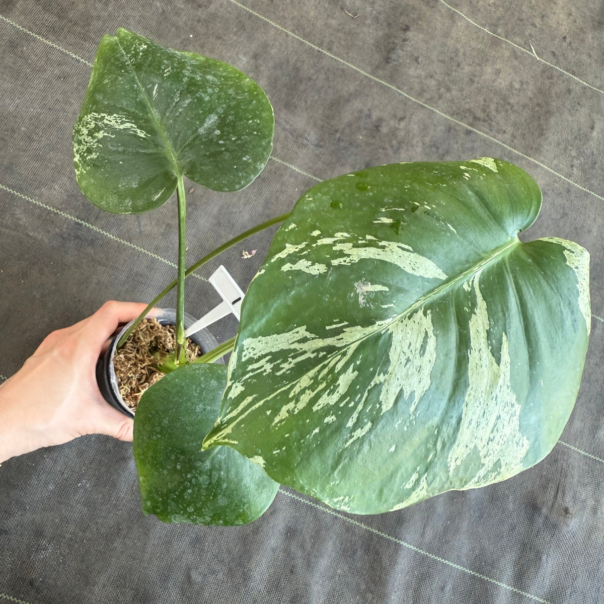 【ウィンターセール】モンステラ・デリシオーサ 'ベトシオーサ'