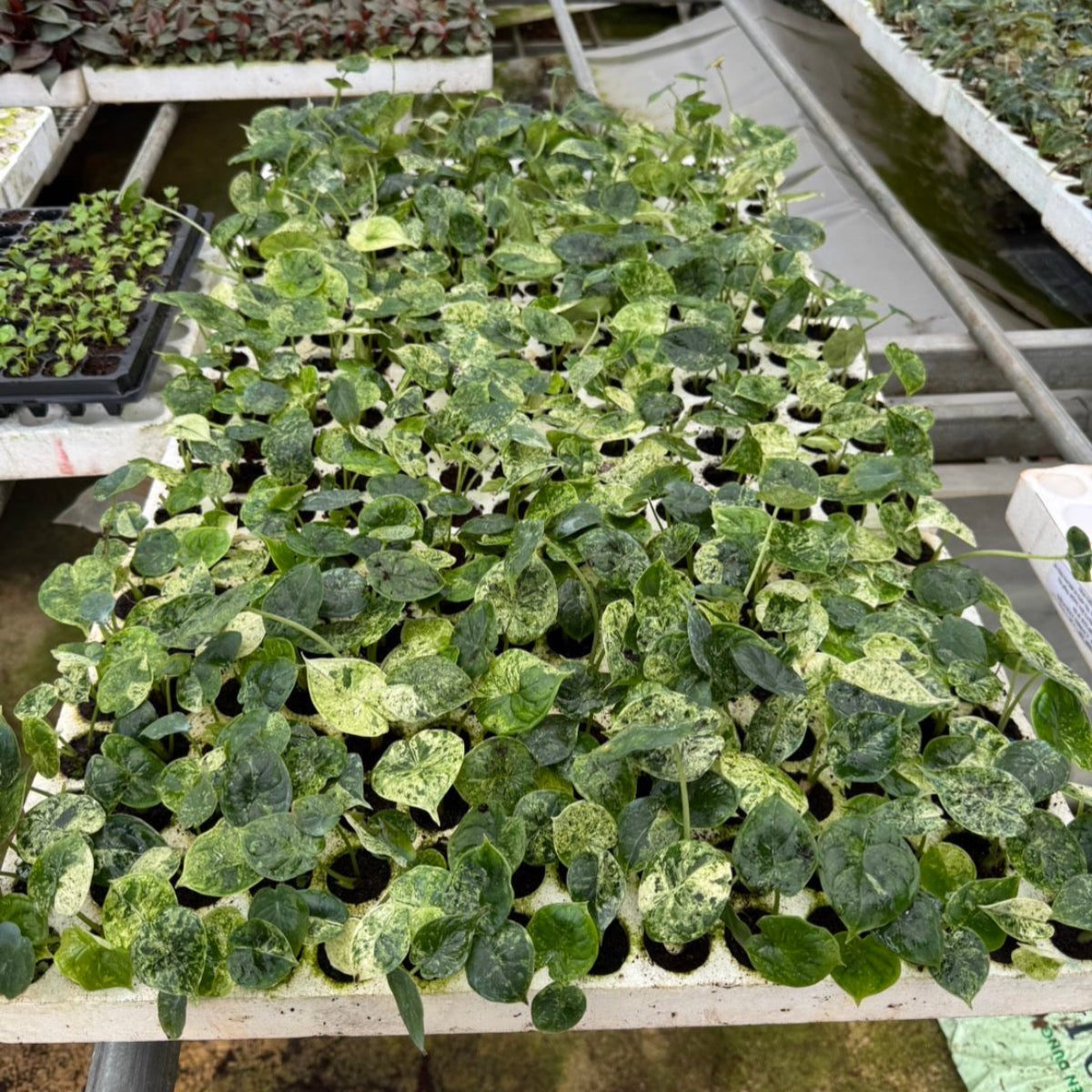 大学生協 割引 希少】【予約販売】アロカシア 'ドラゴンスケール' ミント その他観葉植物