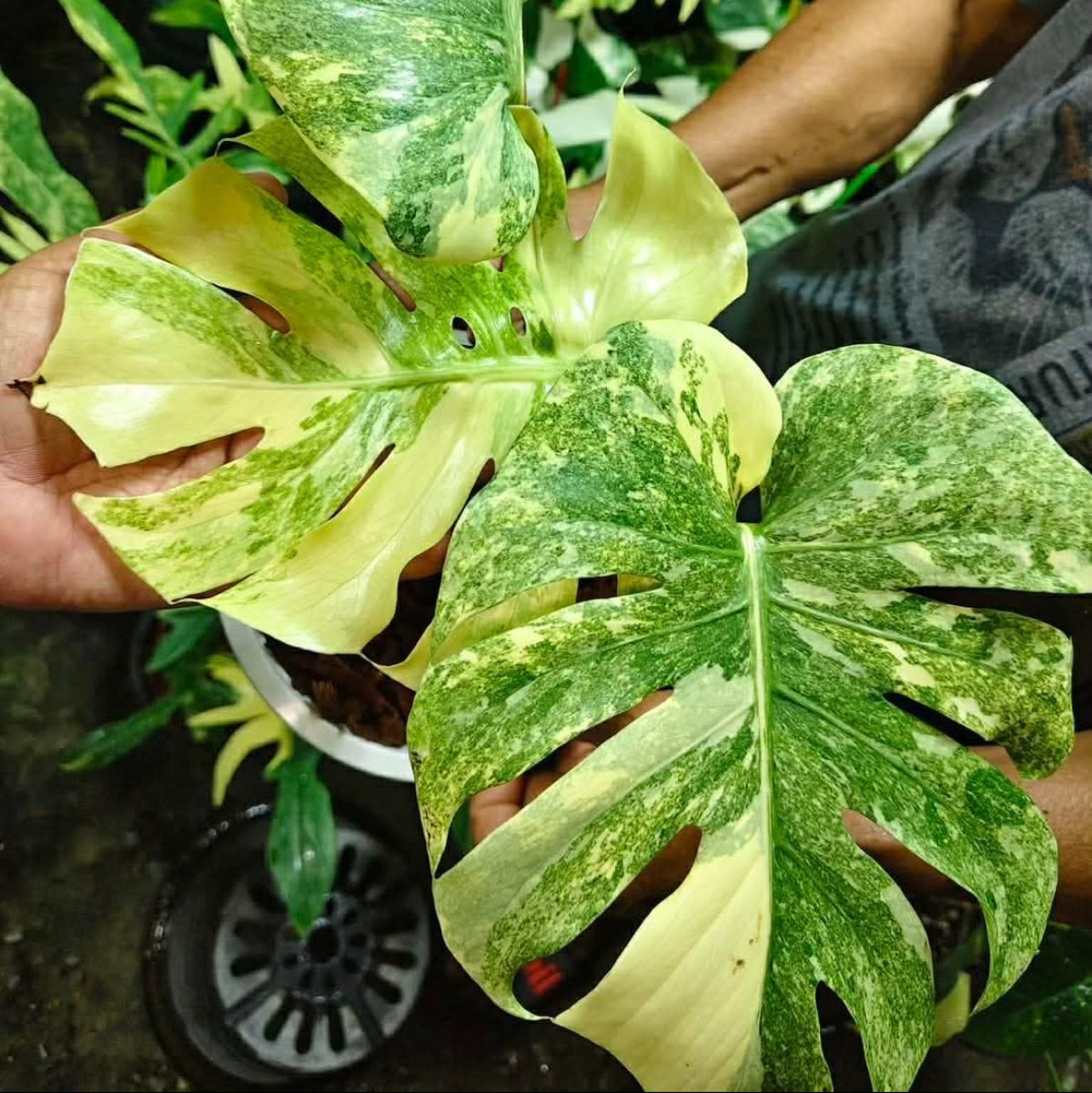 【Live販売】 39番　モンステラ・デリシオーサ 'グリーンスノー'