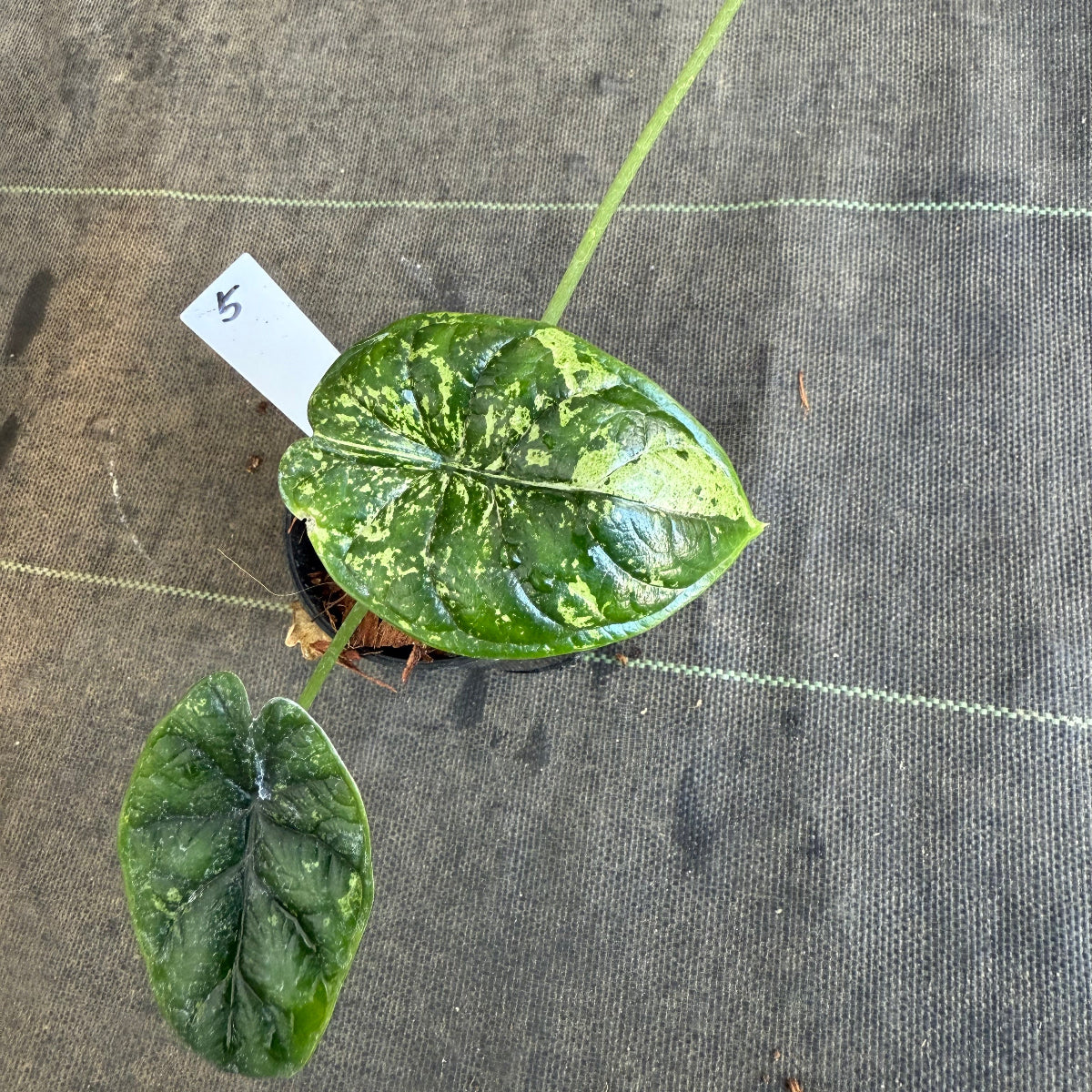 【シロウト園芸選抜】【希少】アロカシア 'ドラゴンスケール' ミント 3.5号　選択可能