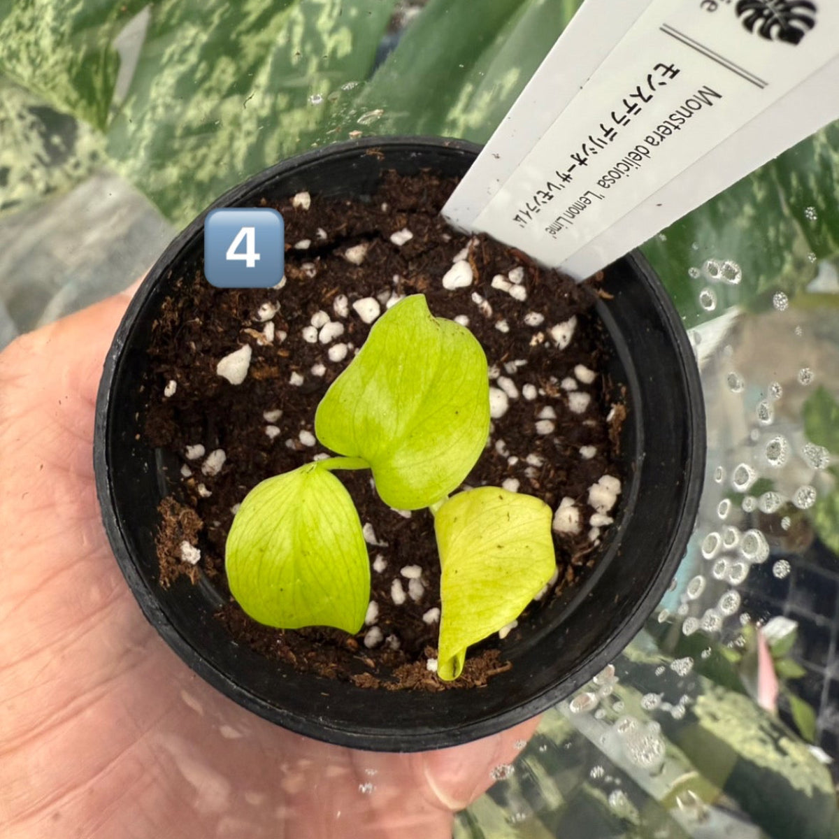 60%OFF【希少/選抜】モンステラ　デリシオーサ 'レモンライム'