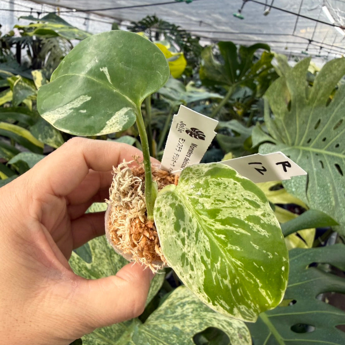 【コレクション】モンステラ・デリシオーサ 'ベトシオーサ'2号サイズ