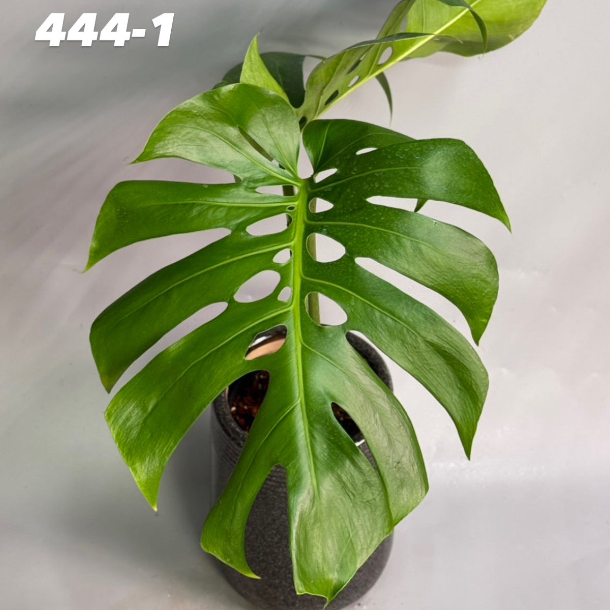【予約販売7-444-1/2】モンステラ　デリシオーサ 'NO6'