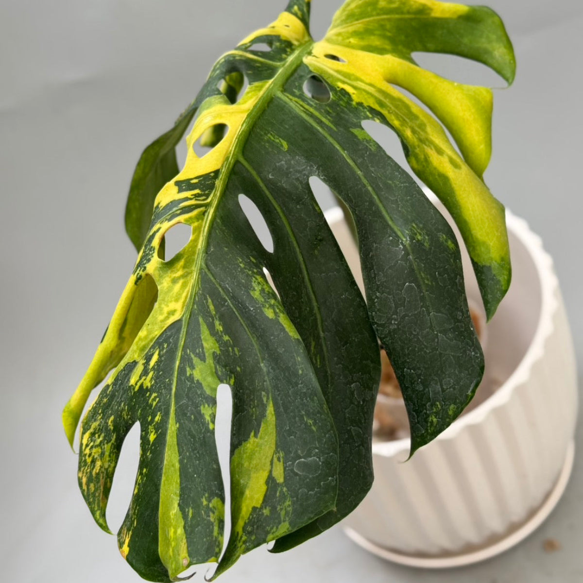 全植物一覧 – RARE PLANTS JAPAN (レアプランツジャパン)