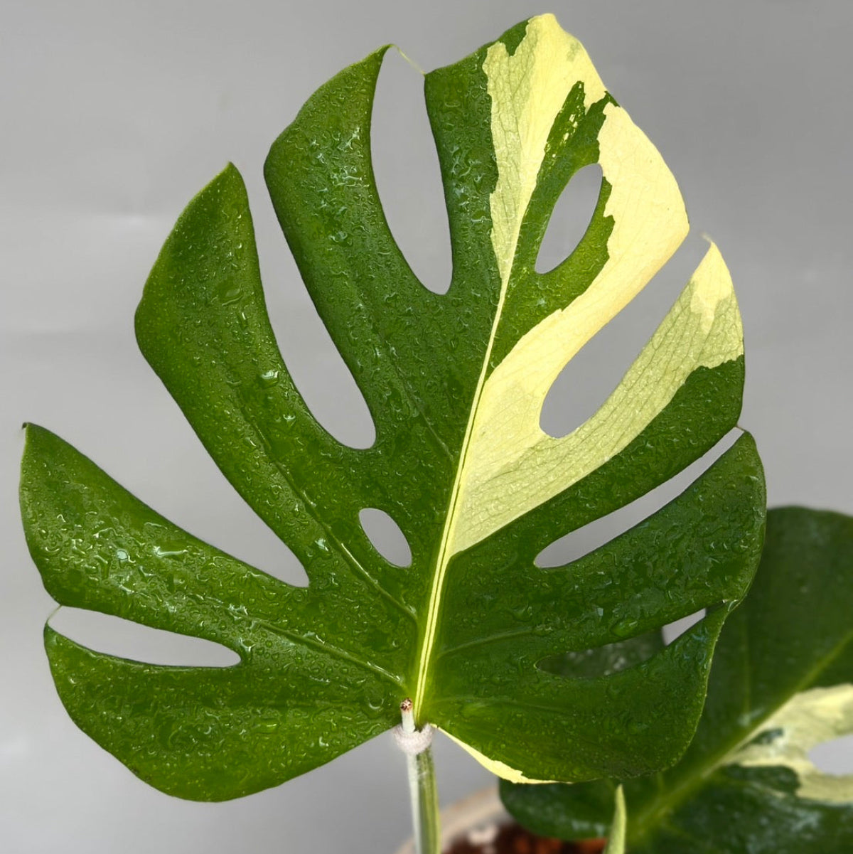 GWセール【タイナーセリー直売】モンステラ  デリシオーサ　'NOID'【送料着払い】【244】