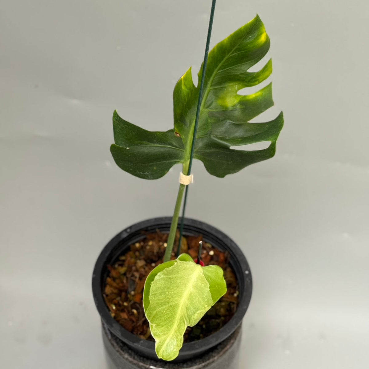 モンステラ Monstera – RARE PLANTS JAPAN (レアプランツジャパン)