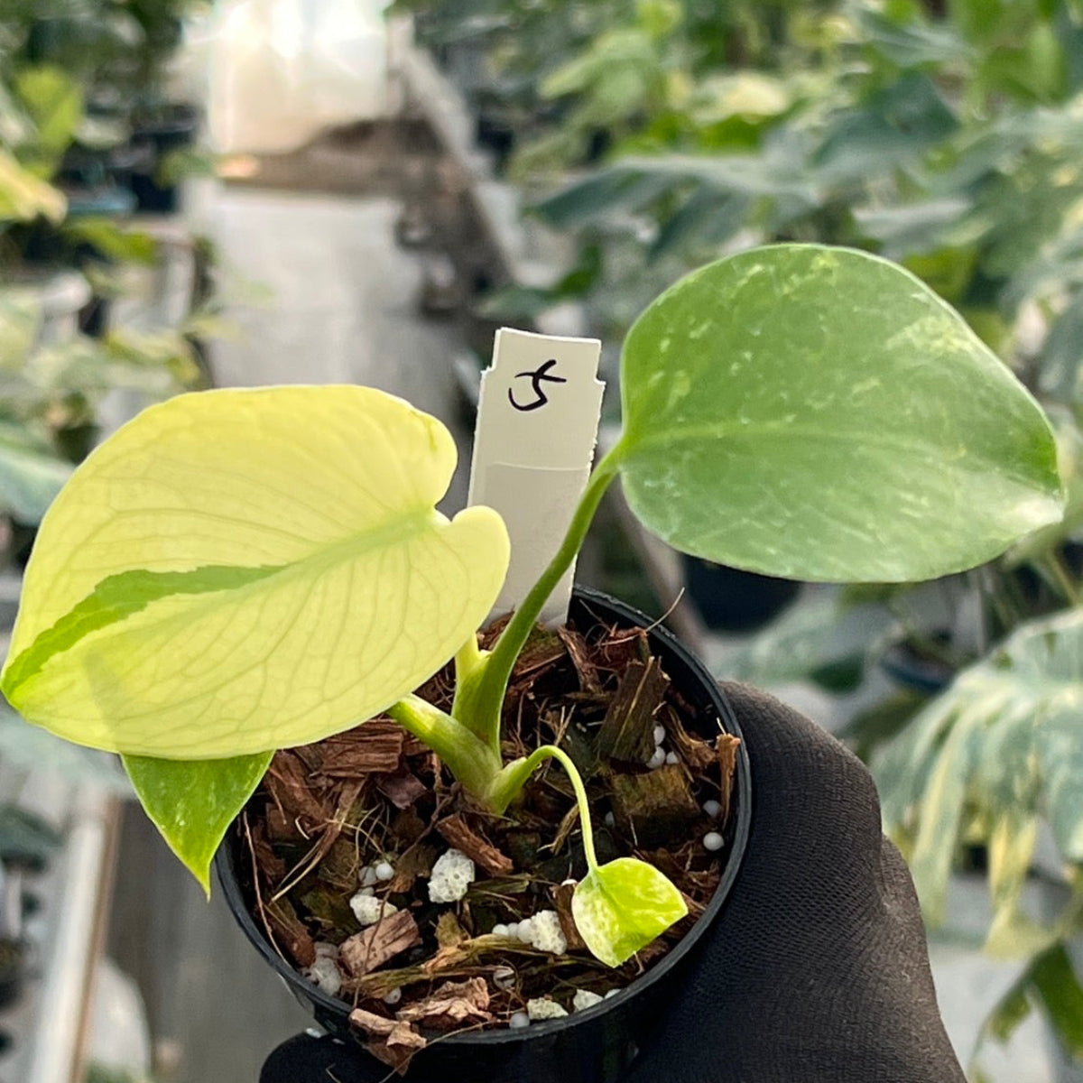 50%OFF【選抜】モンステラ　デリシオーサ 'ホワイトモンスター' 3.5号 TC株