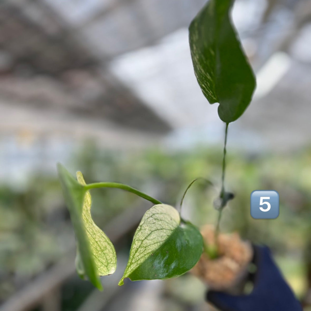 【選択可能】【コレクション】モンステラ　デリシオーサ 'ミント トリカラー' 3号サイズ