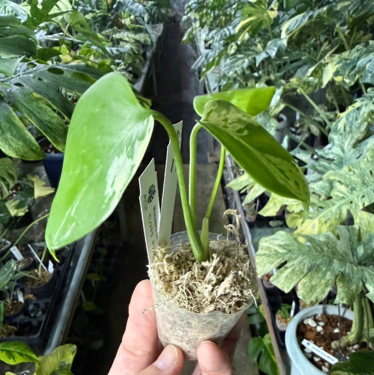 【選抜/コレクション】モンステラ・デリシオーサ 'ベトシオーサ'2号サイズ