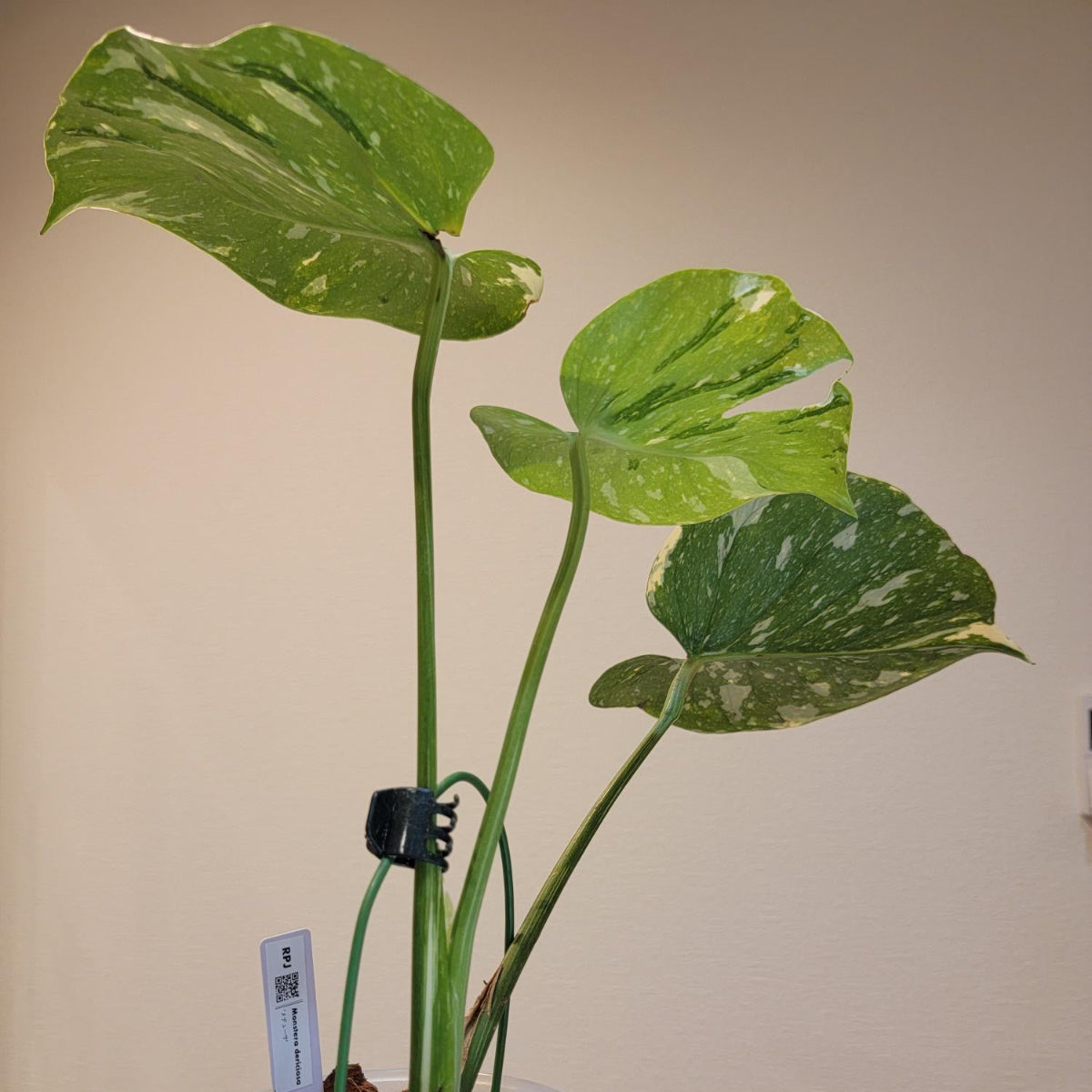 やたがらす」激レアモンステラ デリシオーサ スフィンクス やたがらす