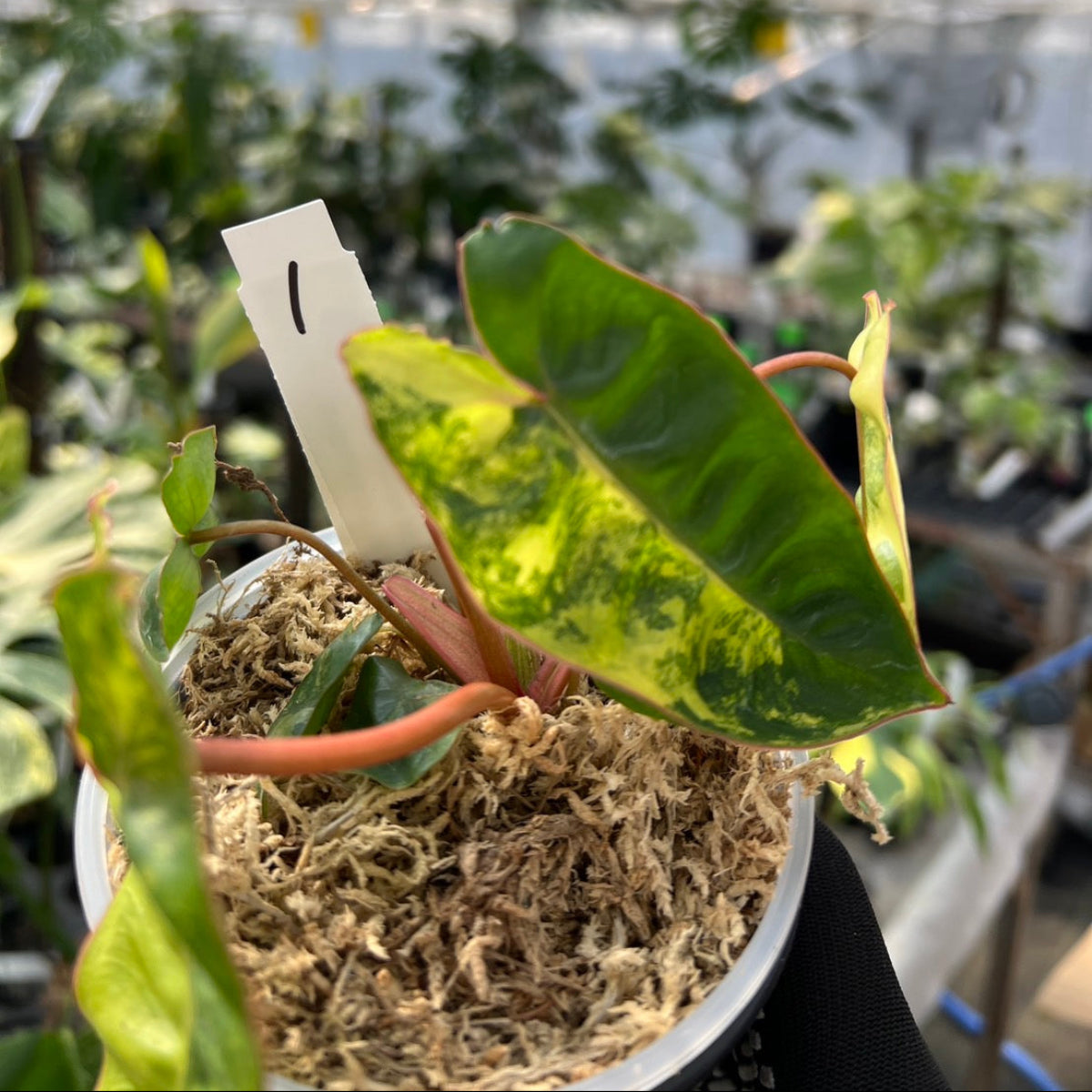 フィロデンドロン・ビレッティア 斑入り 3.5号サイズ