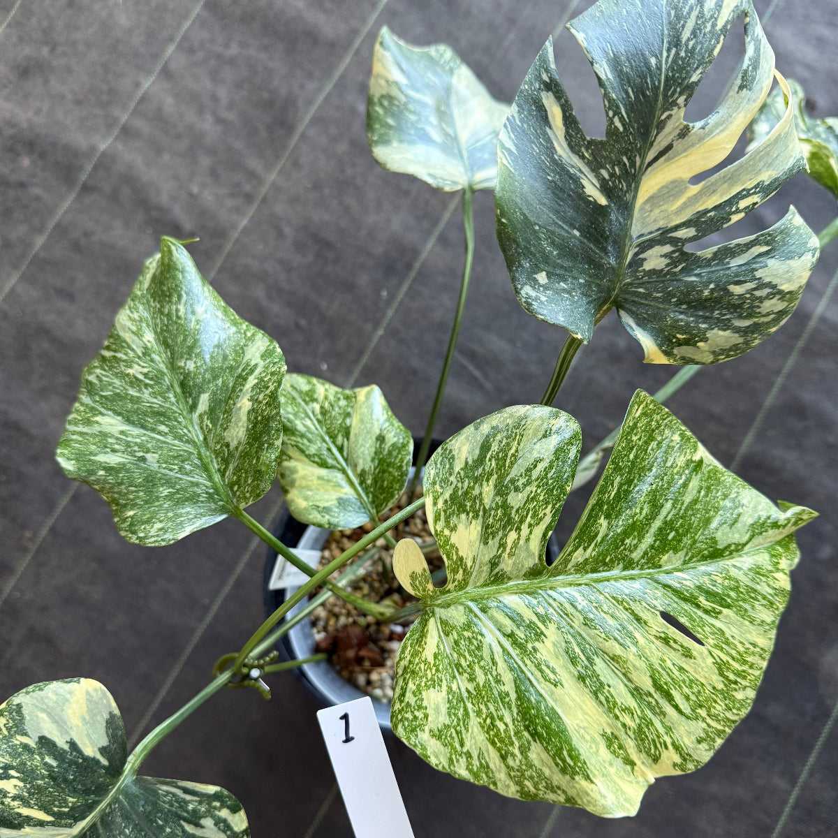 【2芽有り】モンステラ デリシオーサ  'タイコンステレーション クリームブリュレ'