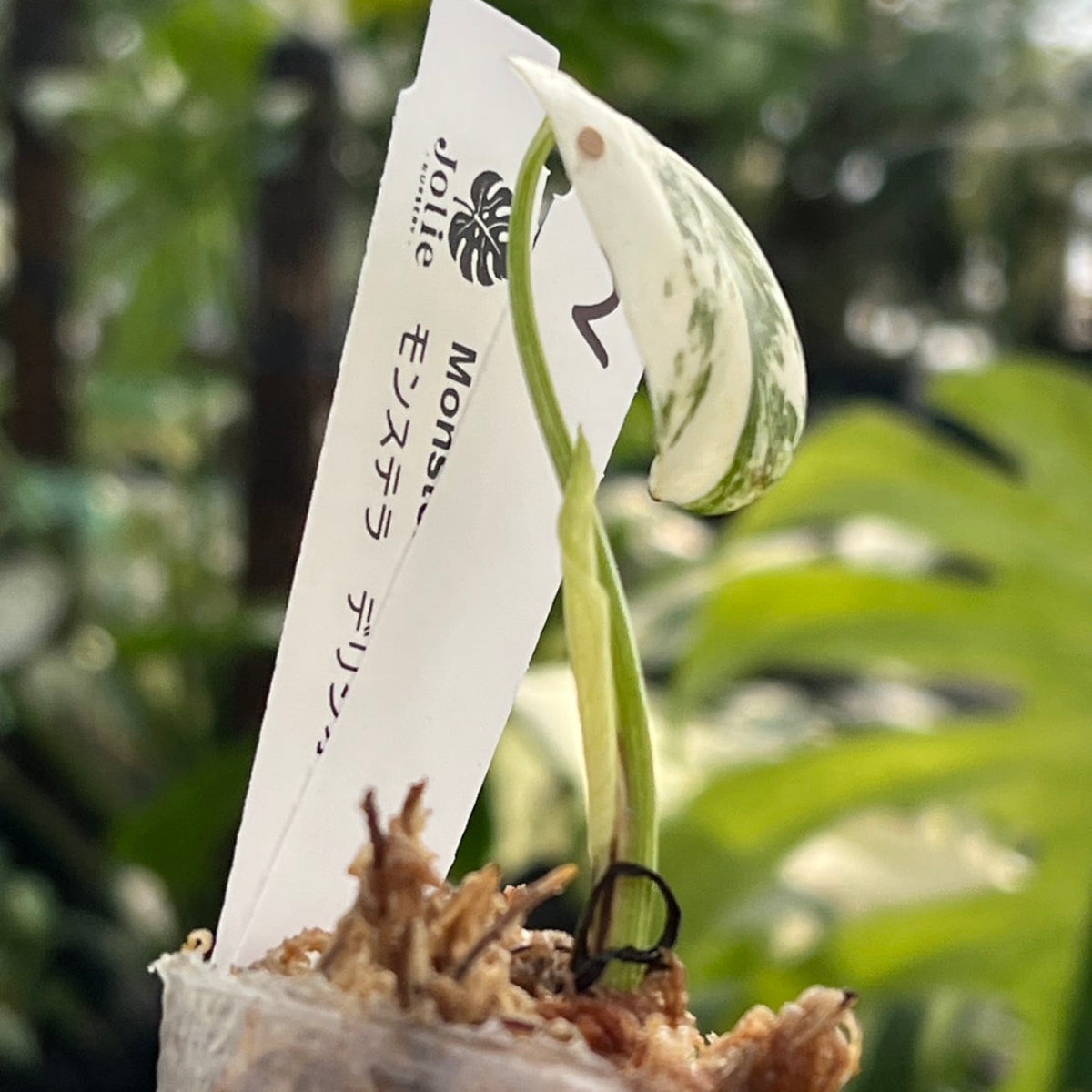 2 順化済み モンステラ デリシオーサ ミント 2号 即日ネコポス発送 1 順化済み モンステラ デリシオーサ ミント 2号 即日ネコポス