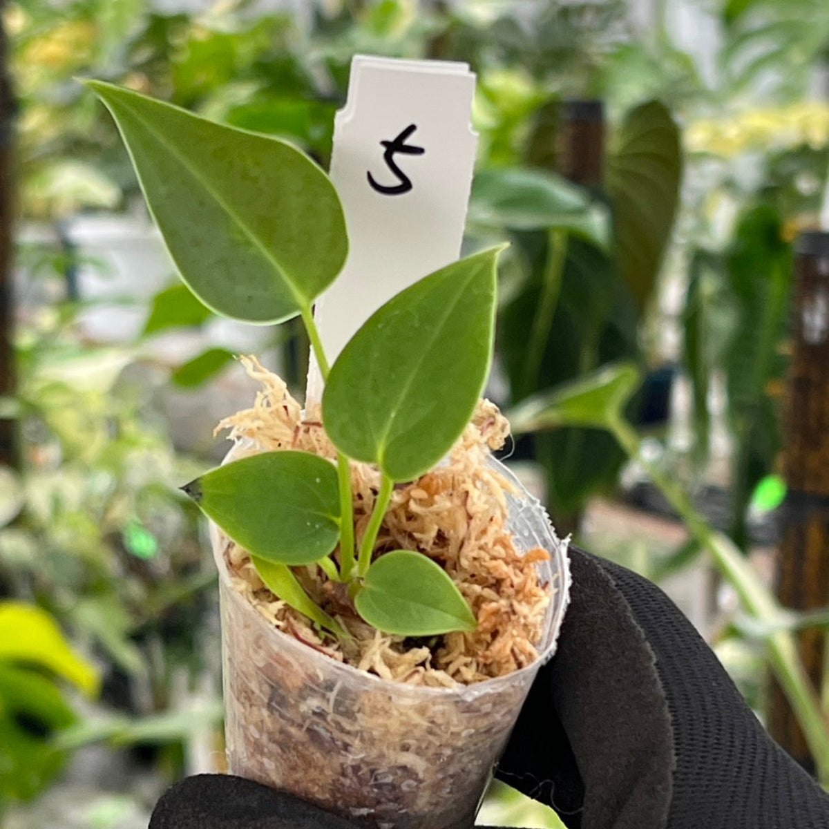 選択可能】アンスリウム ベイチー 2号ポリポット – RARE PLANTS JAPAN