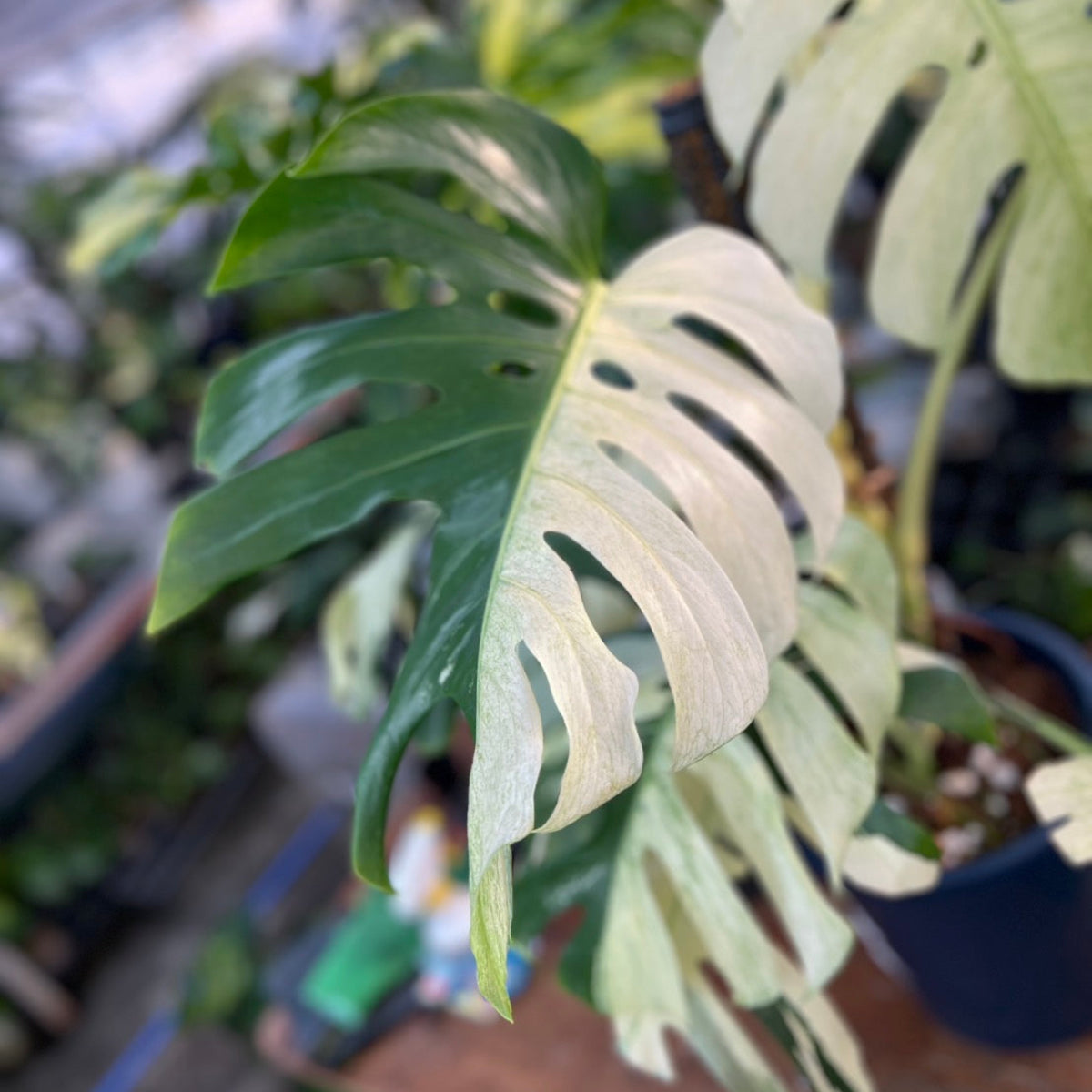 【コレクション】モンステラ  デリシオーサ　'ミント ブラジリアンフォーム'