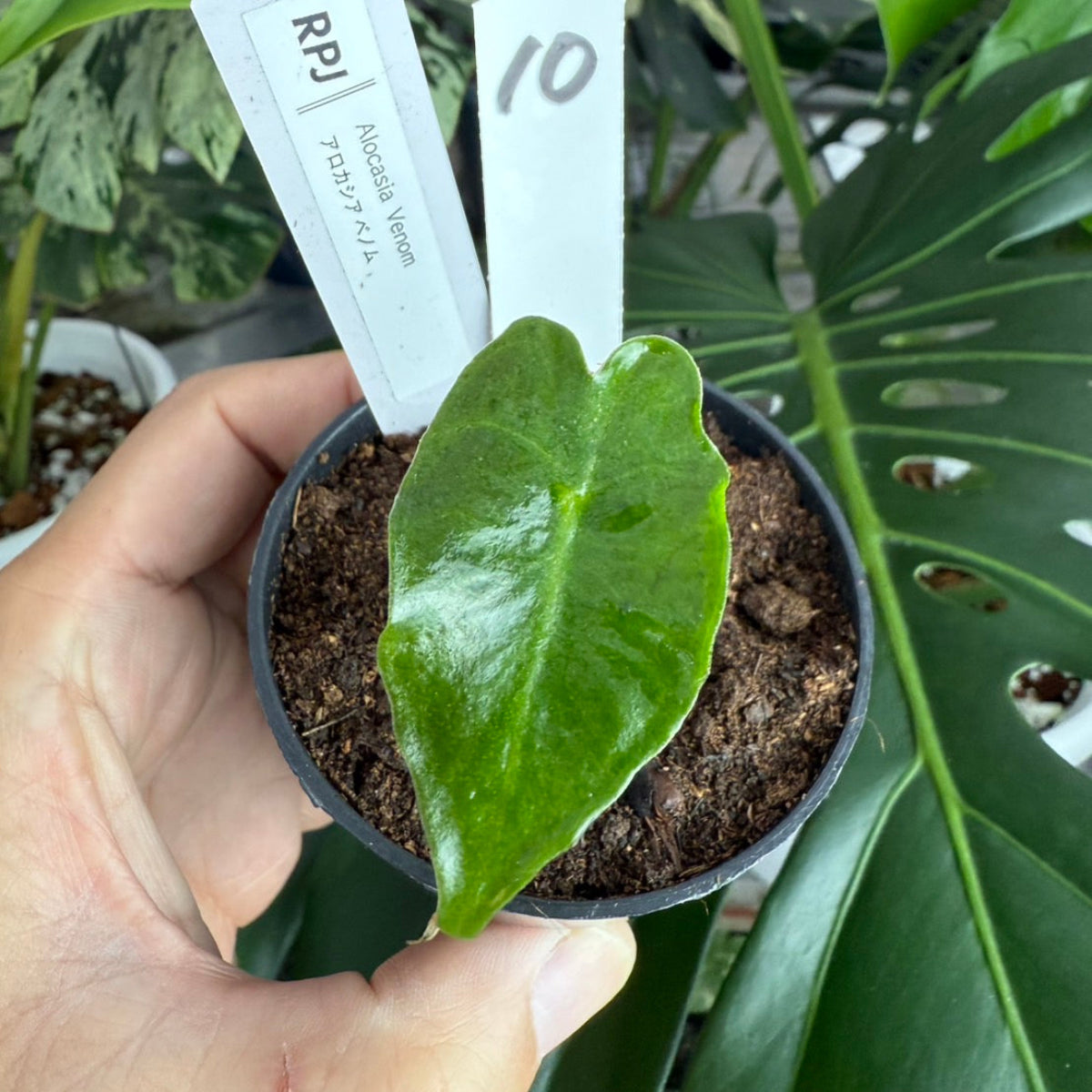 【希少】アロカシア 'ベノム(ヴェノム)' 順化済み