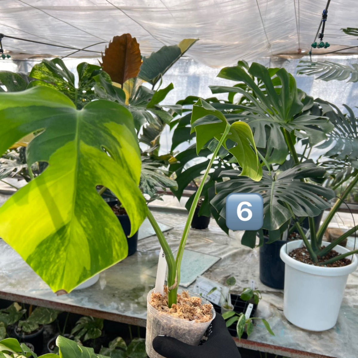 【選抜】モンステラ・デリシオーサ var. ボルシギア 'オーレア'