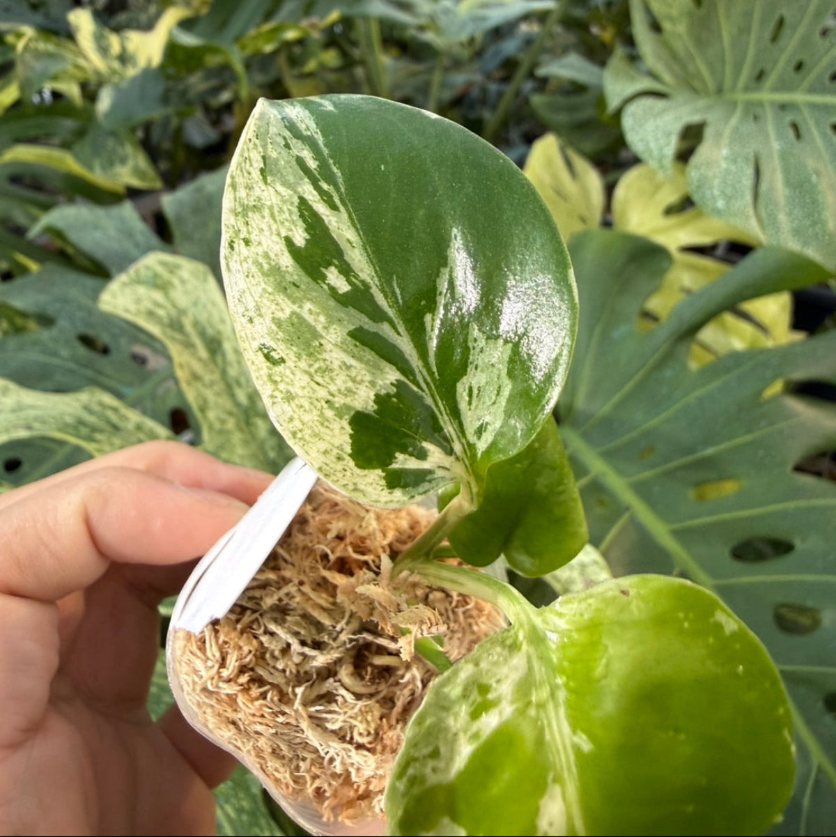 【コレクション】モンステラ・デリシオーサ 'ベトシオーサ'2号サイズ