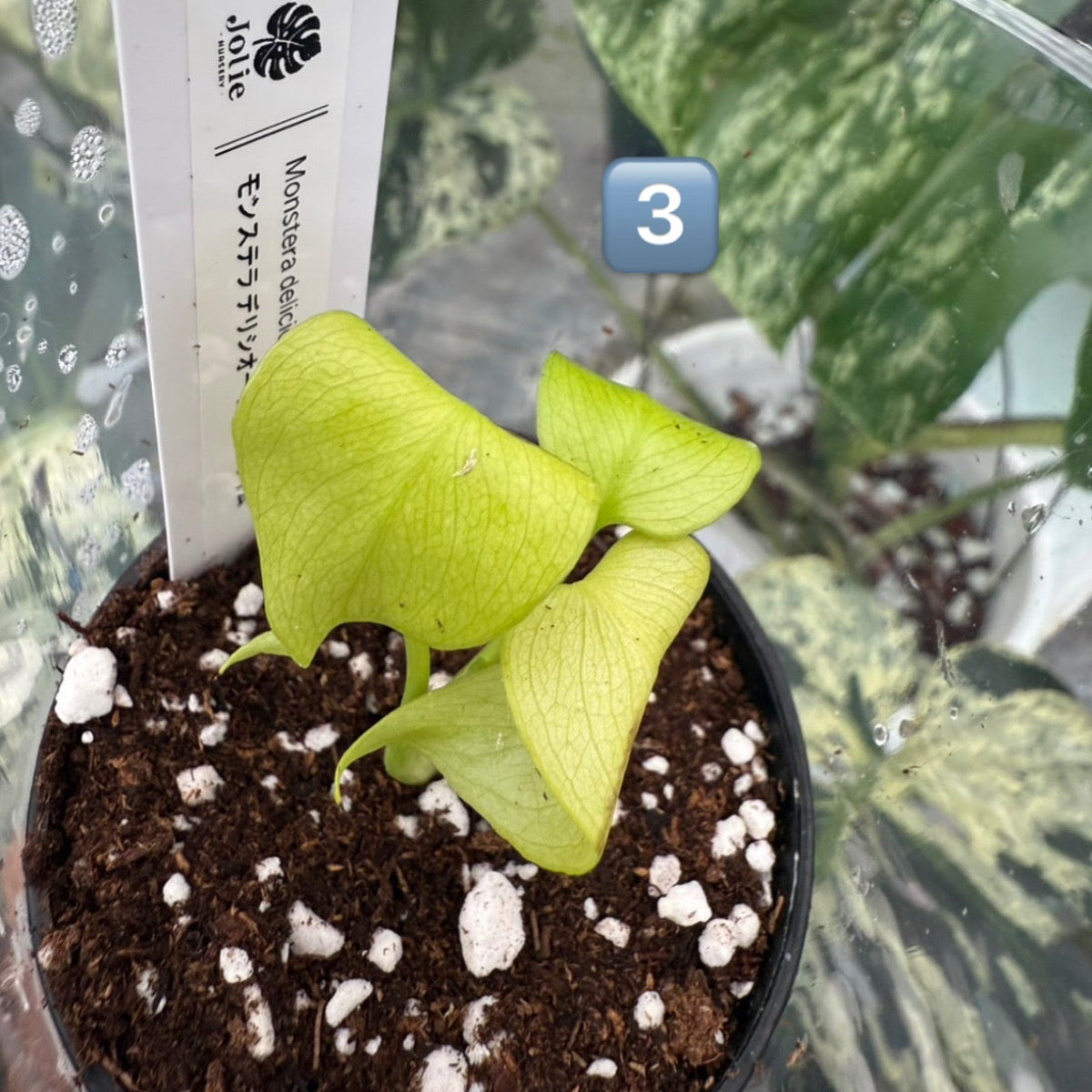 60%OFF【希少/選抜】モンステラ　デリシオーサ 'レモンライム'