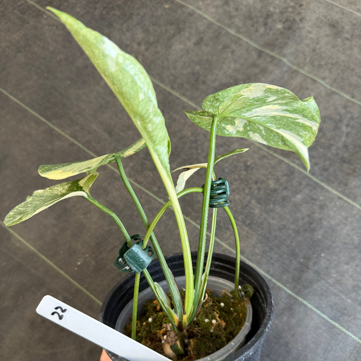 【希少/選抜】モンステラ デリシオーサ  'レガシー' 発根確認済