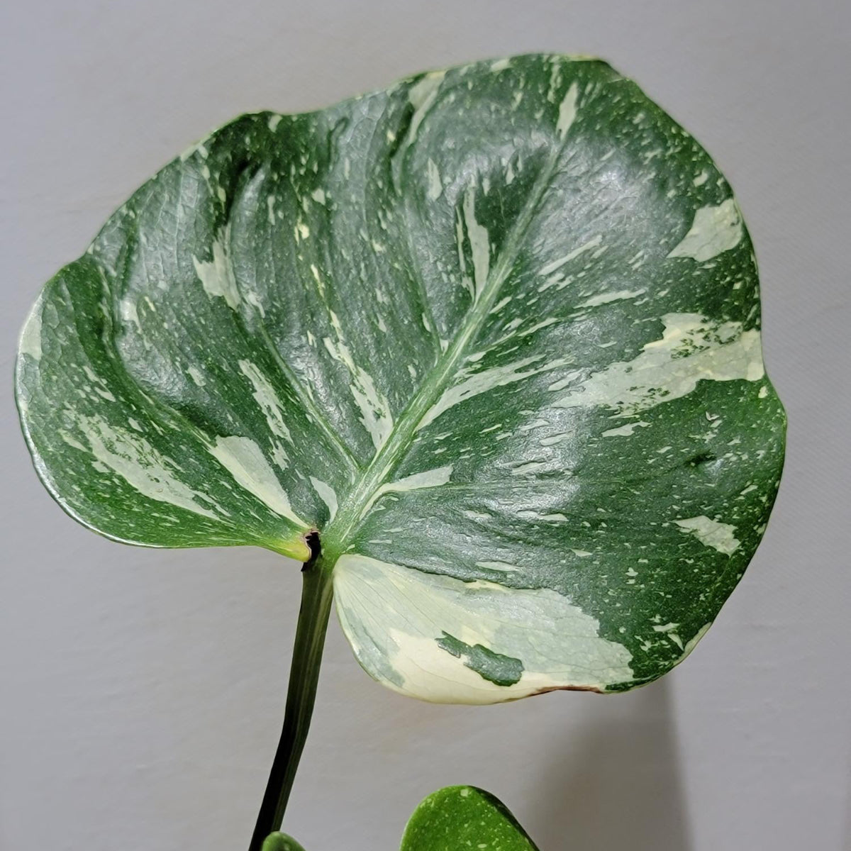 激レア　モンステラ メデューサ コレクション】【モンステラ デリシオーサ 'タイコンステレーション