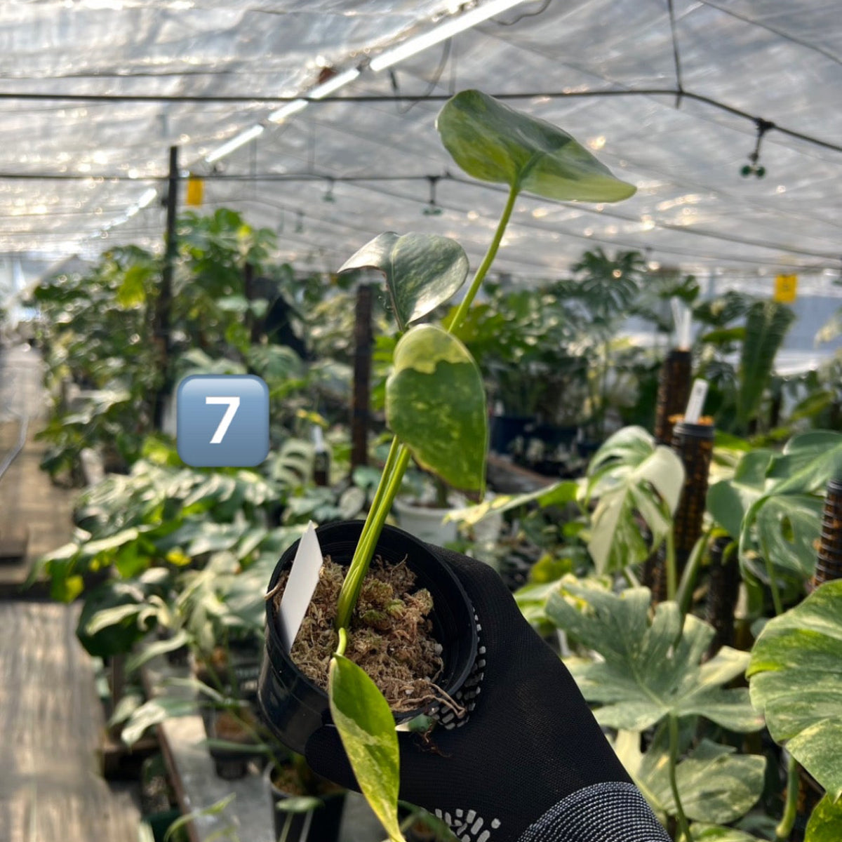 【選抜株】モンステラ・デリシオーサ 'イエローマリリン' 3号