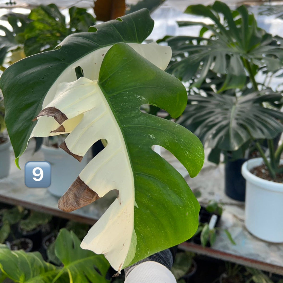 【選抜】モンステラ・デリシオーサ var.ボルシギアナ 'アルボ(ホワイトタイガー)'