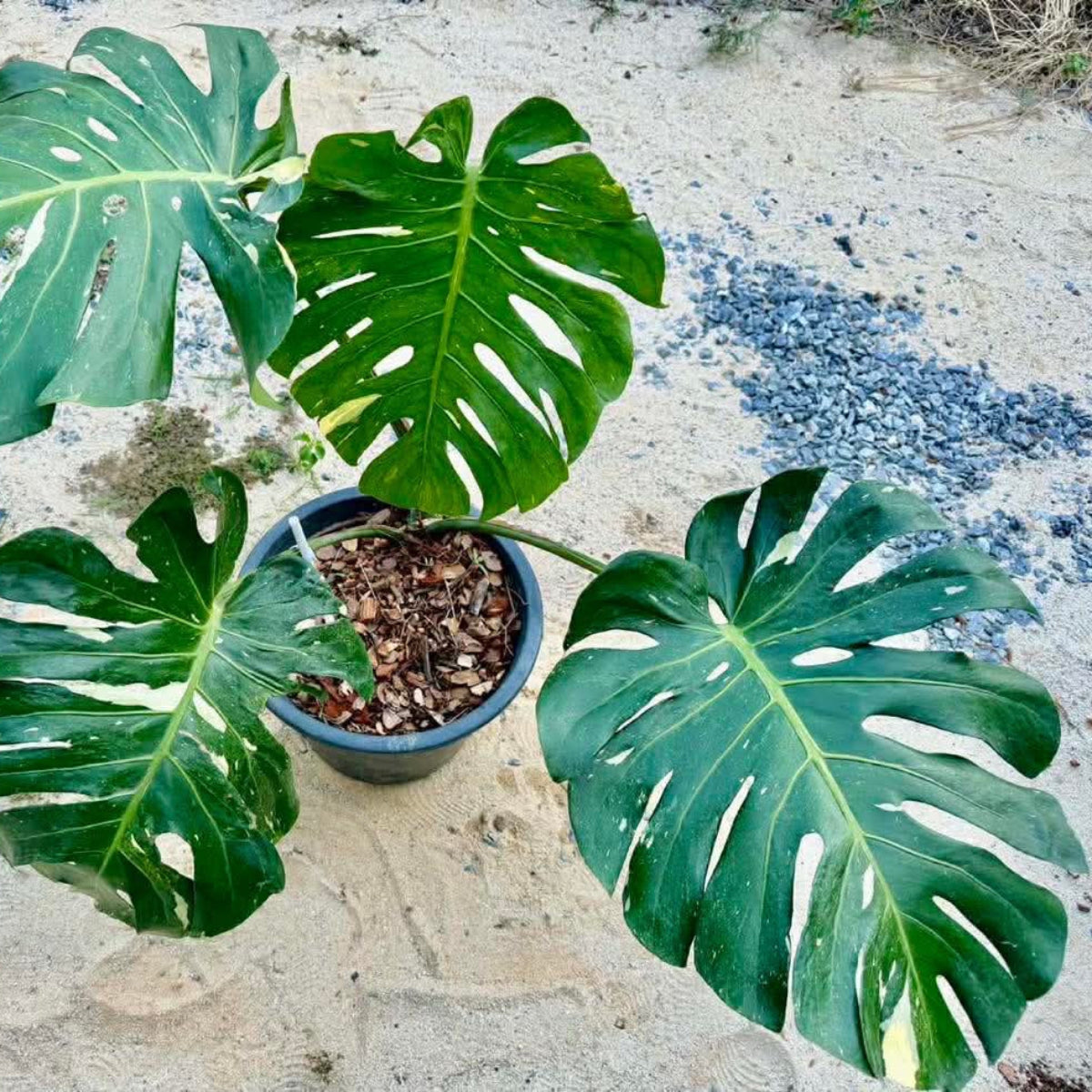 【Live販売】 53番　モンステラ・デリシオーサ NOID『009』