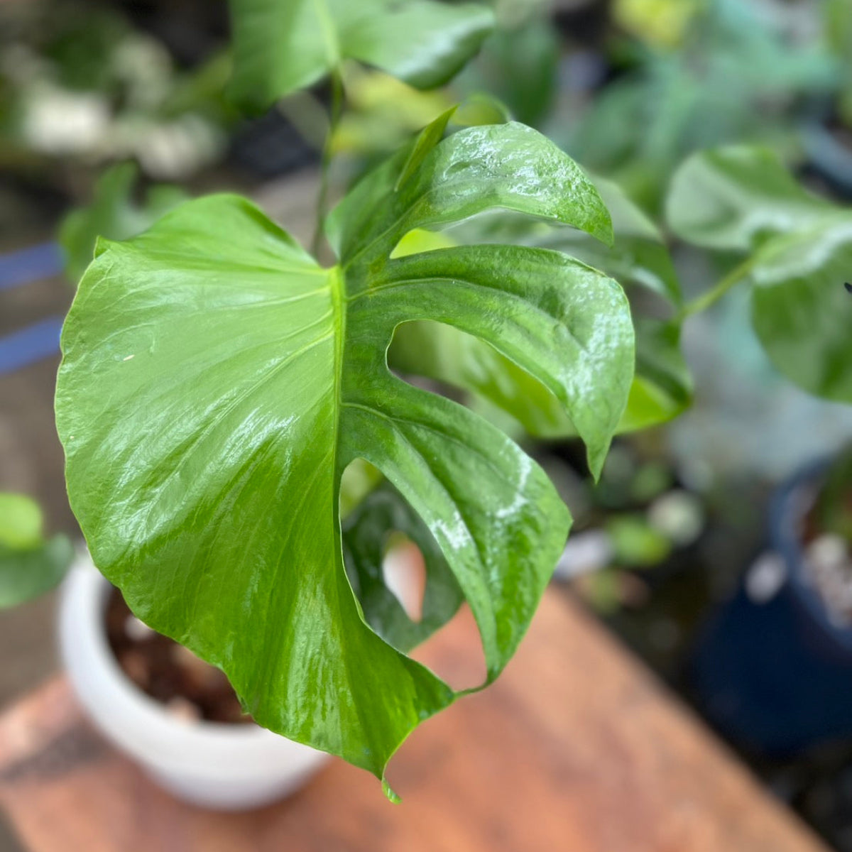 初出品【セレクト】モンステラ デリシオーサ 'グリーンオングリーン