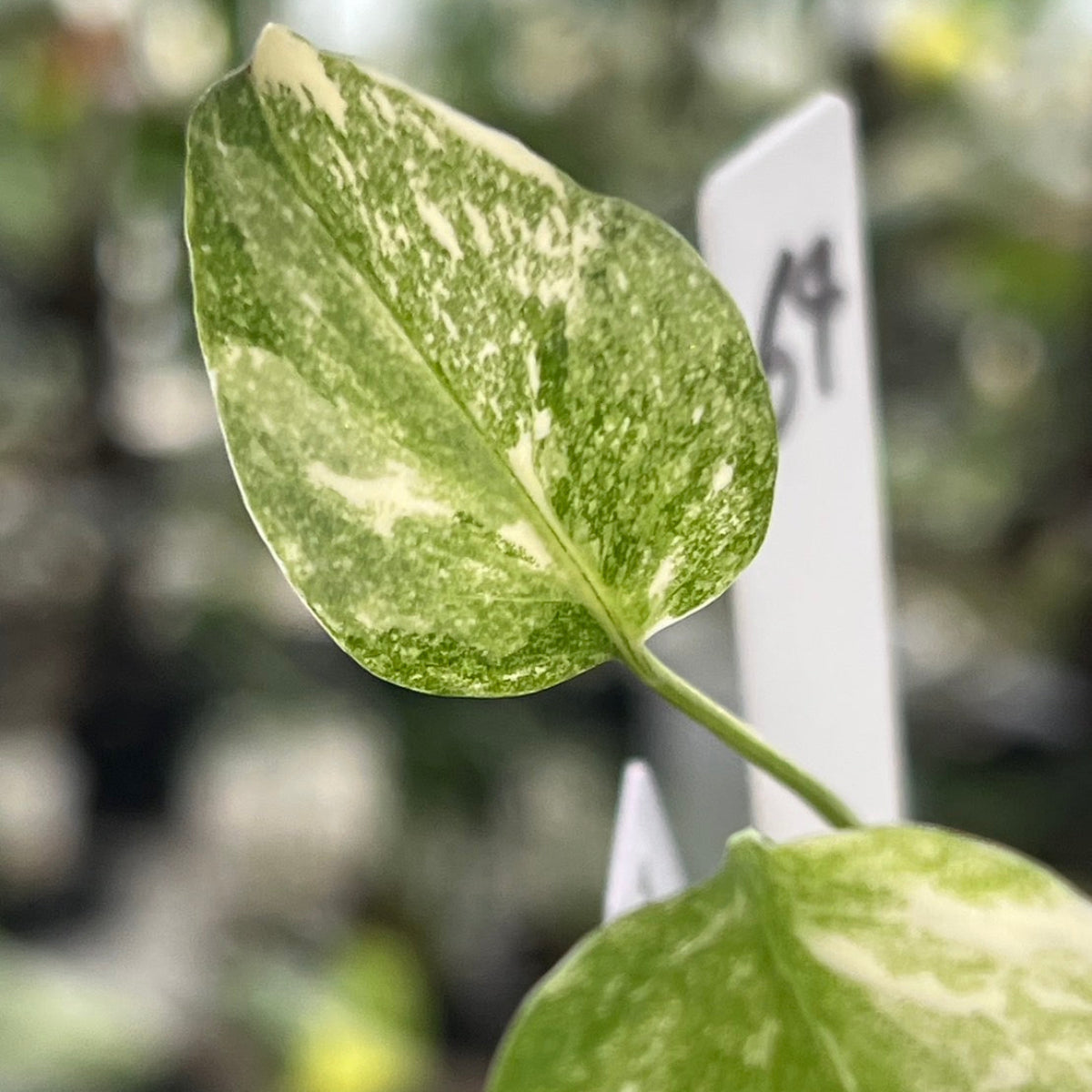 【シロウト園芸選抜株2号サイズ】モンステラ・デリシオーサ　'タイコンステレーション'