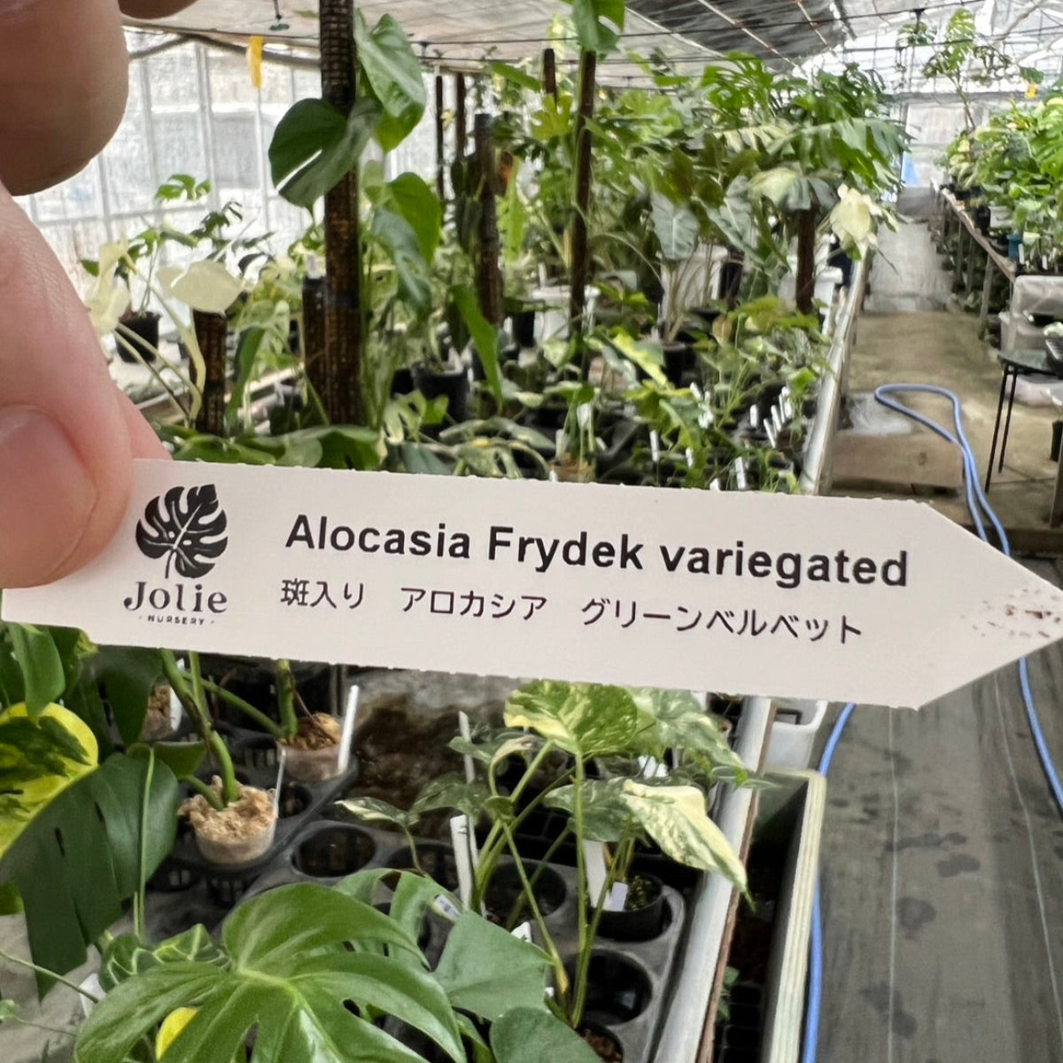 アロカシア フライデック 'グリーンベルベット バリエガータ(白斑)' 2号サイズ