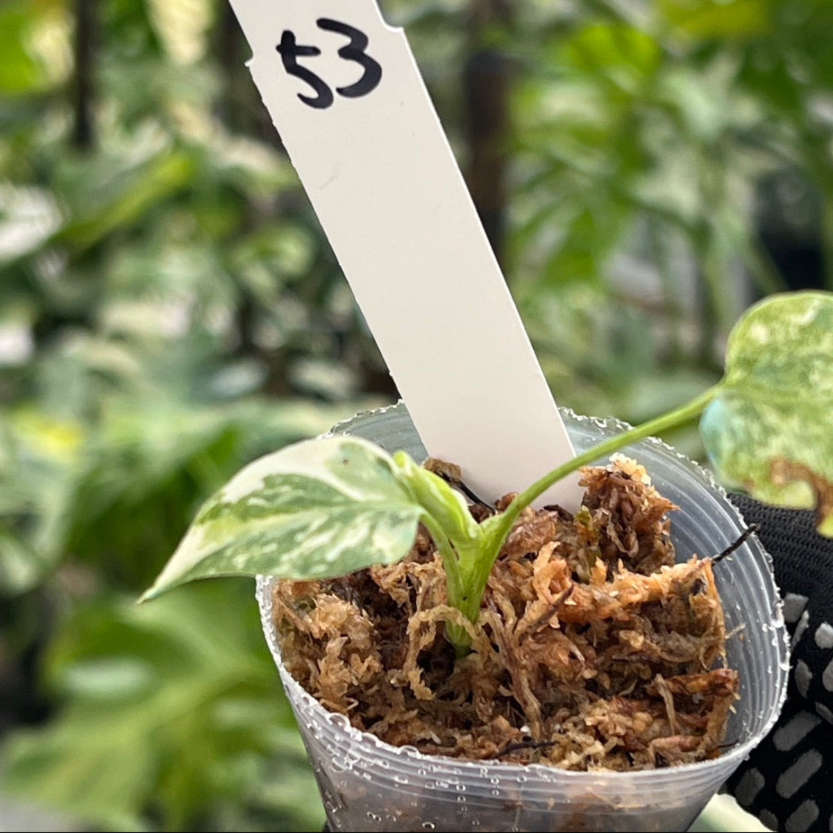 【シロウト園芸選抜株/2号サイズ】モンステラ・デリシオーサ　'タイコンステレーション'