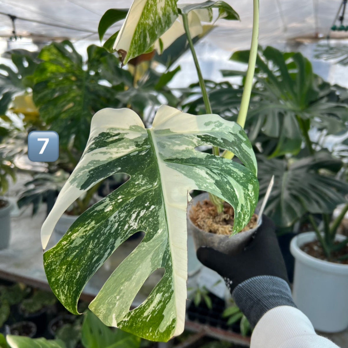【選抜】モンステラ・デリシオーサ var.ボルシギアナ 'アルボ(ホワイトタイガー)'